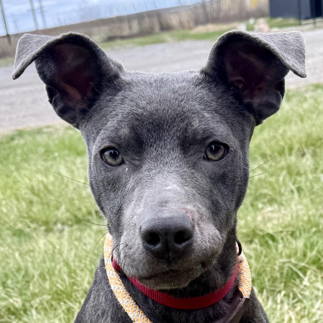 Ivy 6D26, a Adoptable Mixed Breed in Napoleon, OH image 6/6