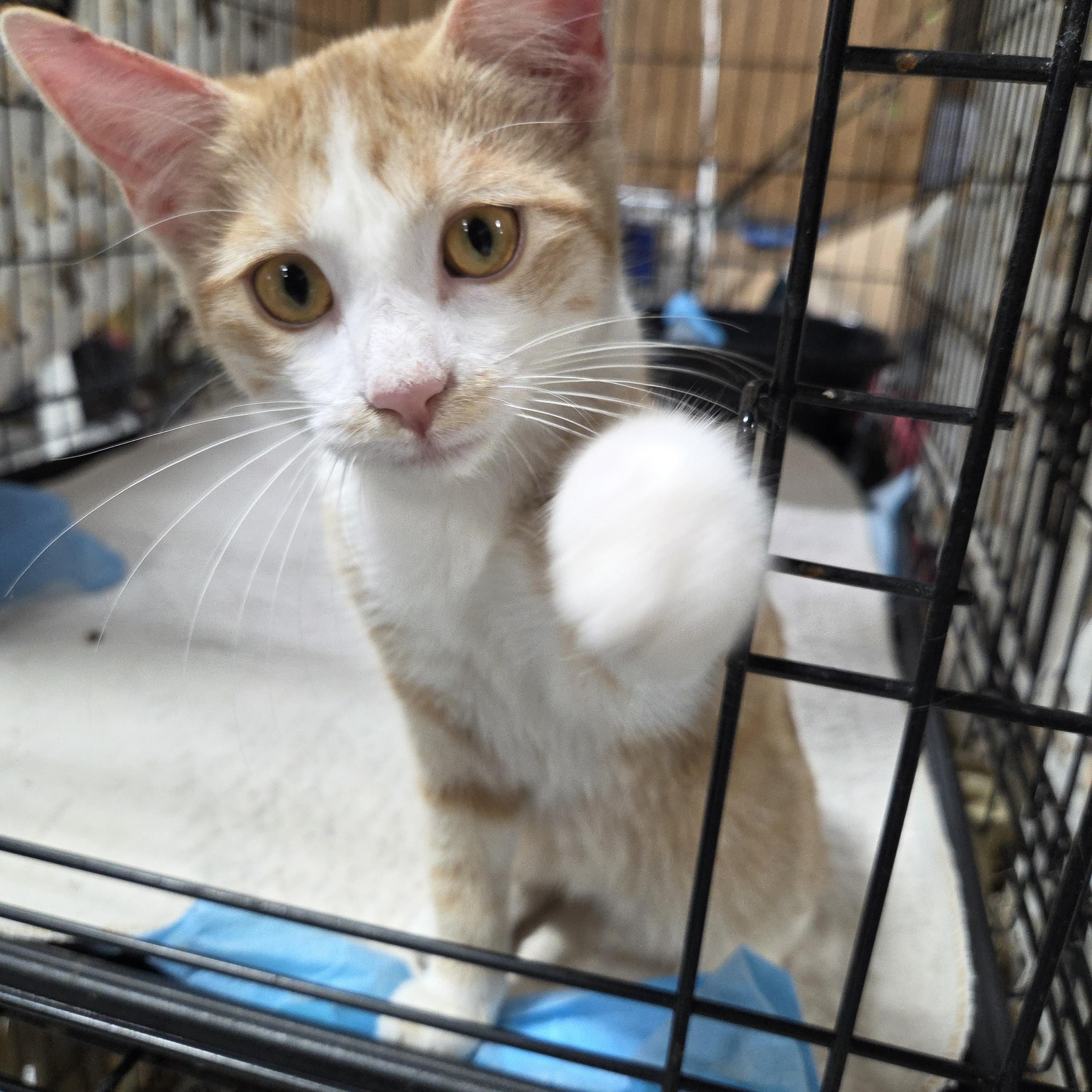 Enlarge Pumpkin, a Adoptable Domestic Short Hair in Columbia, MO image 6/6