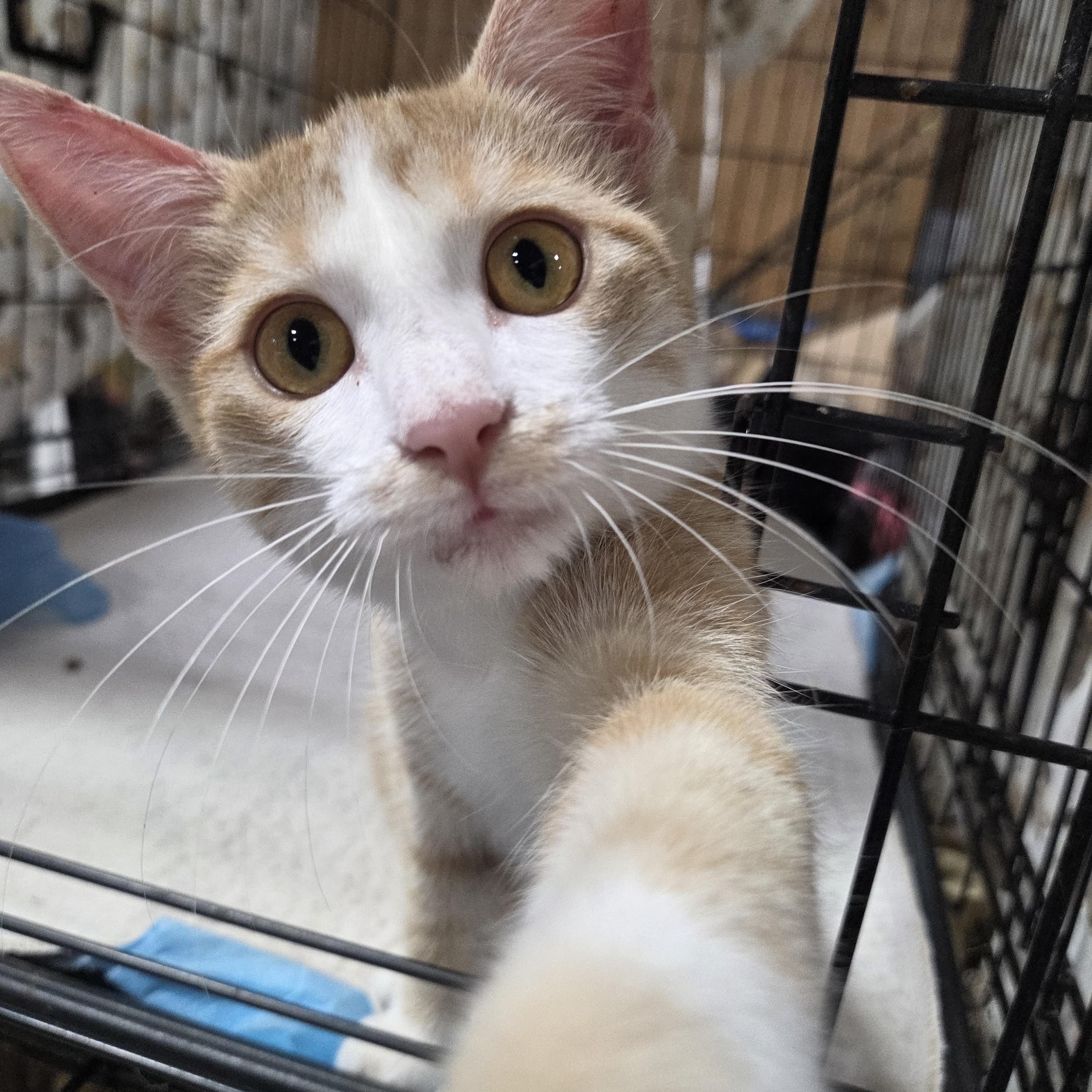 Enlarge Pumpkin, a Adoptable Domestic Short Hair in Columbia, MO image 5/6