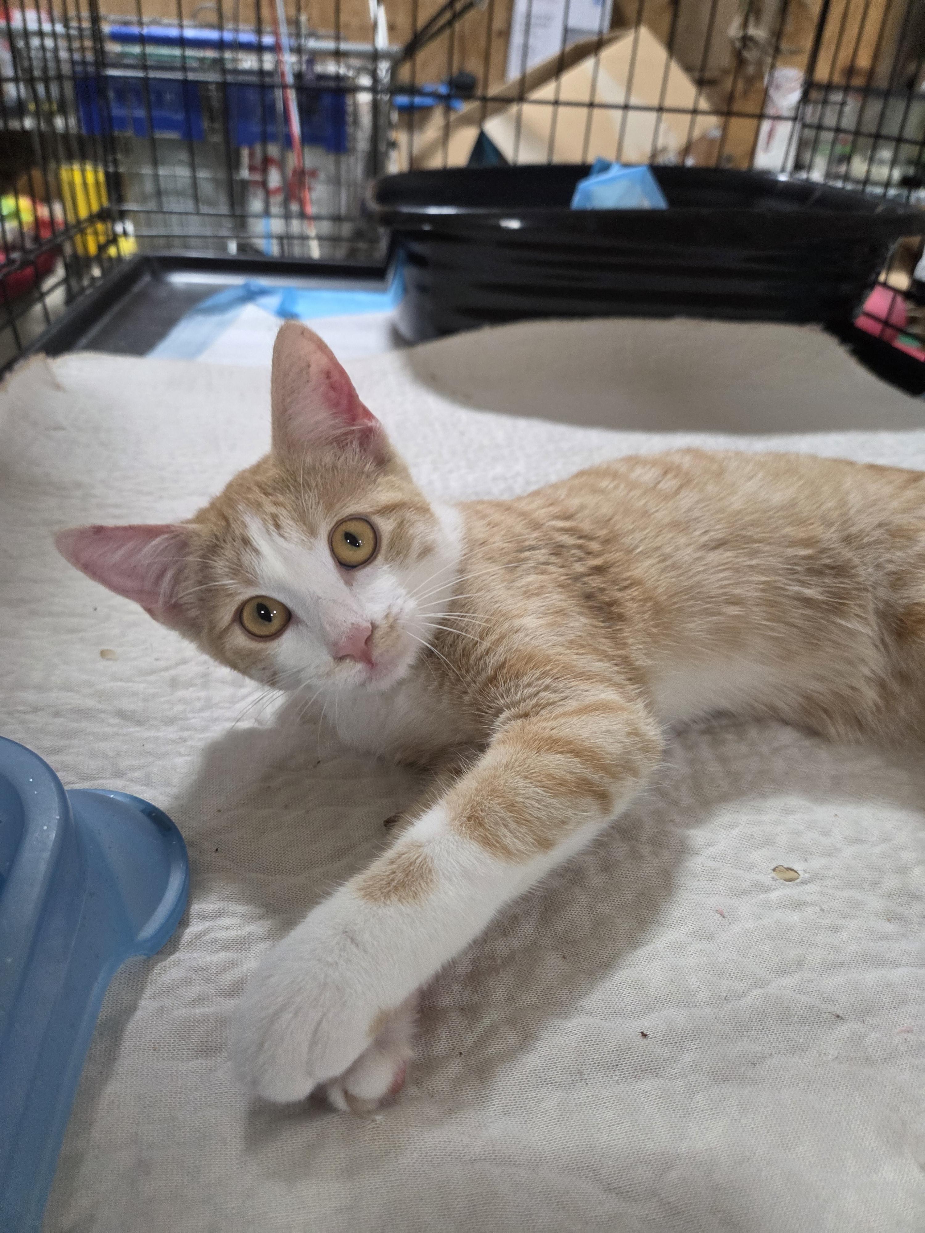 Enlarge Pumpkin, a Adoptable Domestic Short Hair in Columbia, MO image 4/6