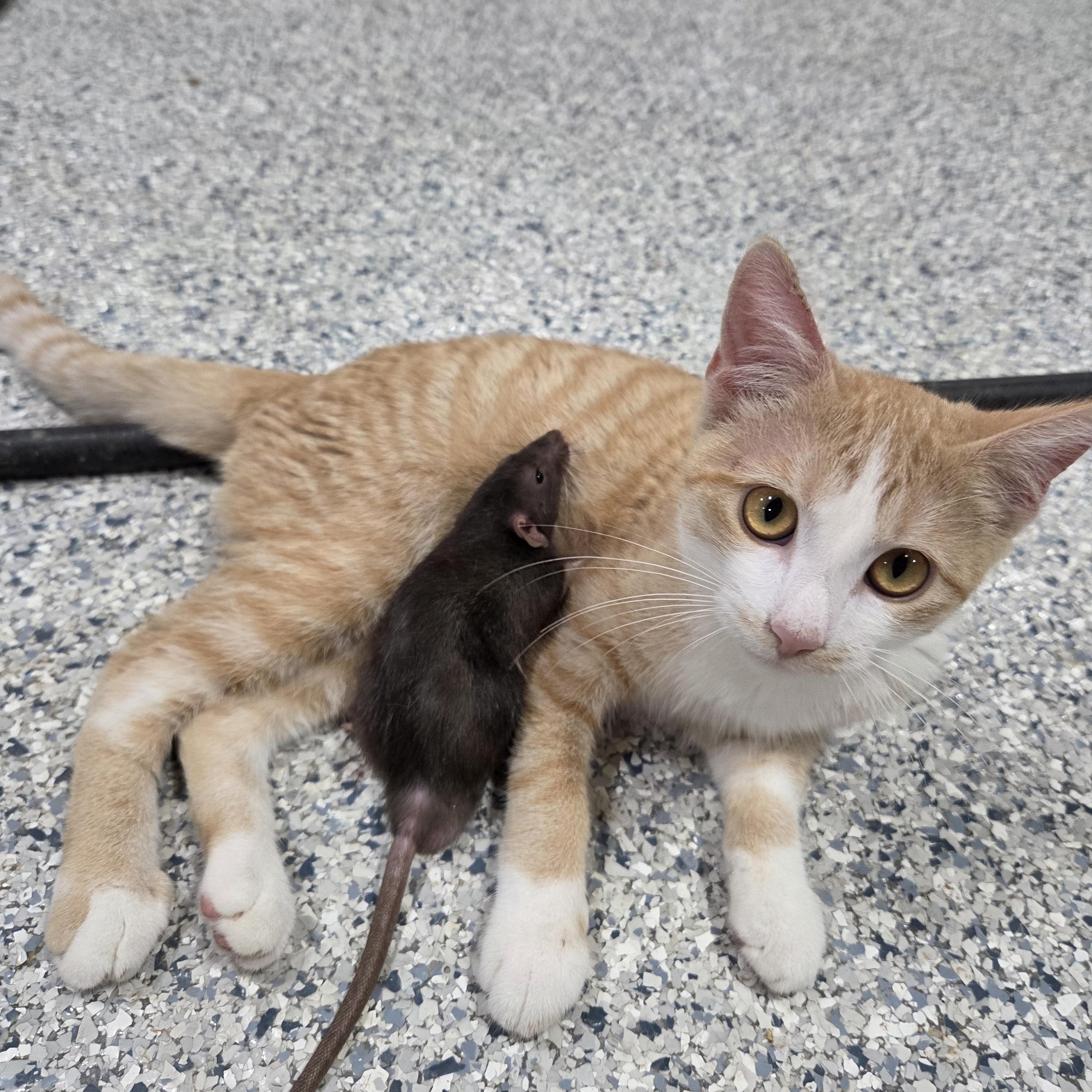Pumpkin, Adoptable, Kitten Female Domestic Short Hair.