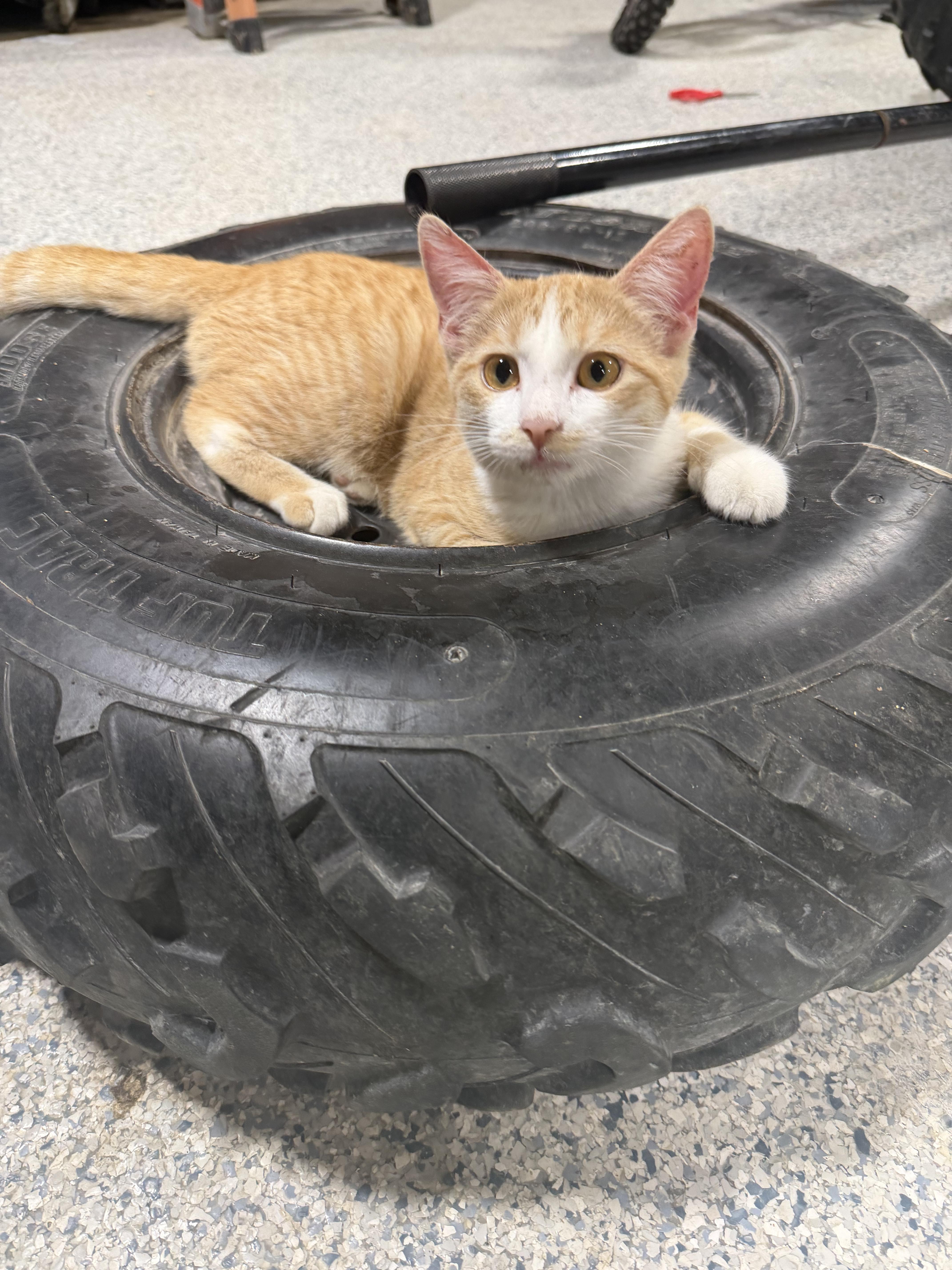 Enlarge Pumpkin, a Adoptable Domestic Short Hair in Columbia, MO image 2/6