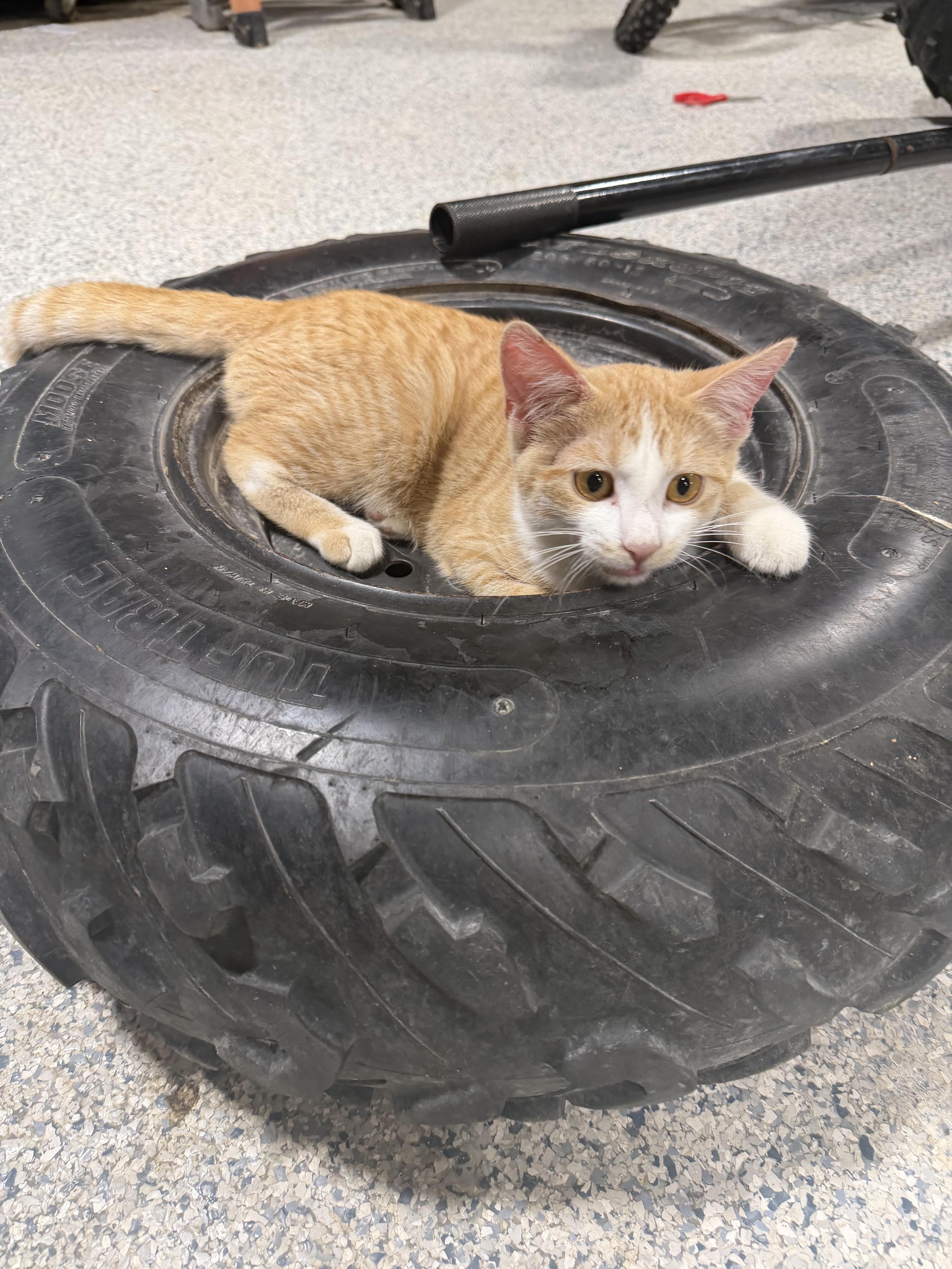 Enlarge Pumpkin, a Adoptable Domestic Short Hair in Columbia, MO image 3/6