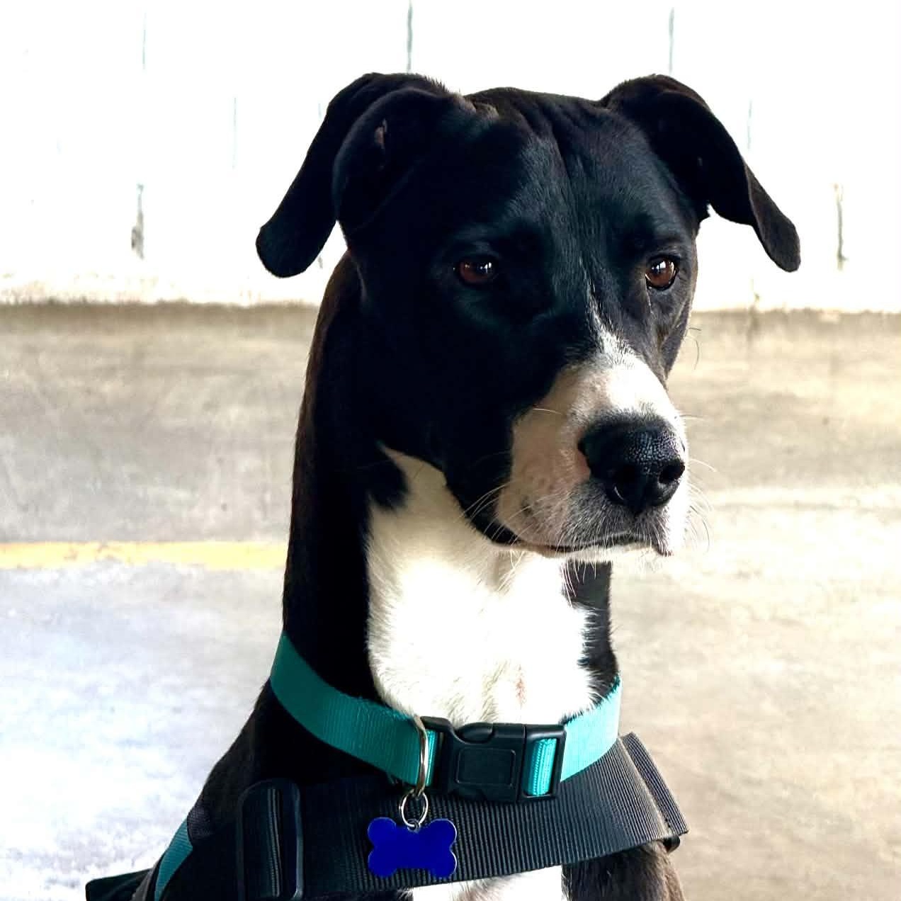 Enlarge Lady Roxy, a Adoptable mixed breed in Charlotte, NC image 1/5