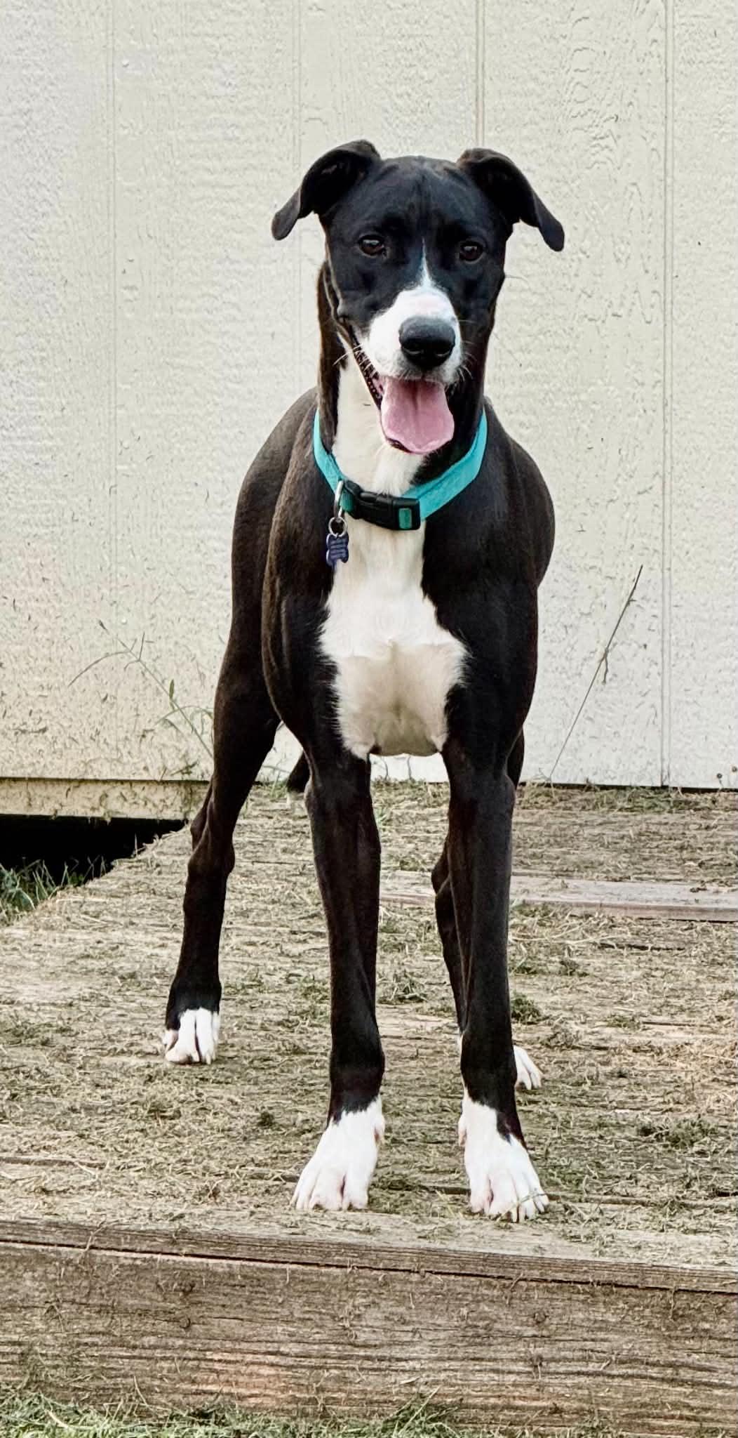 Enlarge Lady Roxy, a Adoptable mixed breed in Charlotte, NC image 5/5