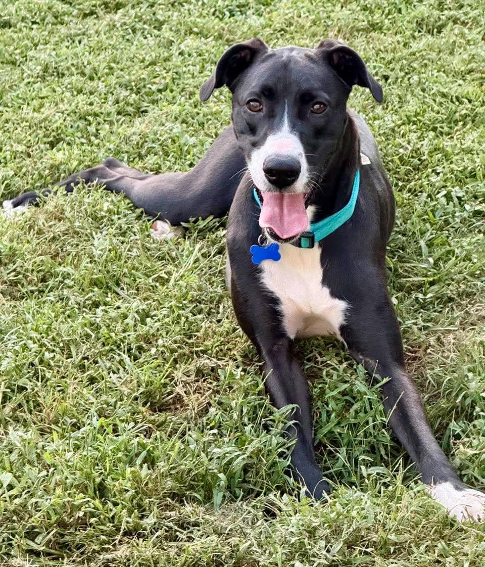 Enlarge Lady Roxy, a Adoptable mixed breed in Charlotte, NC image 4/5