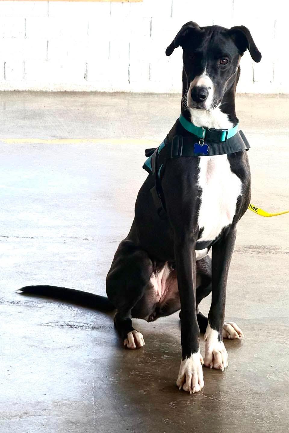 Enlarge Lady Roxy, a Adoptable mixed breed in Charlotte, NC image 3/5