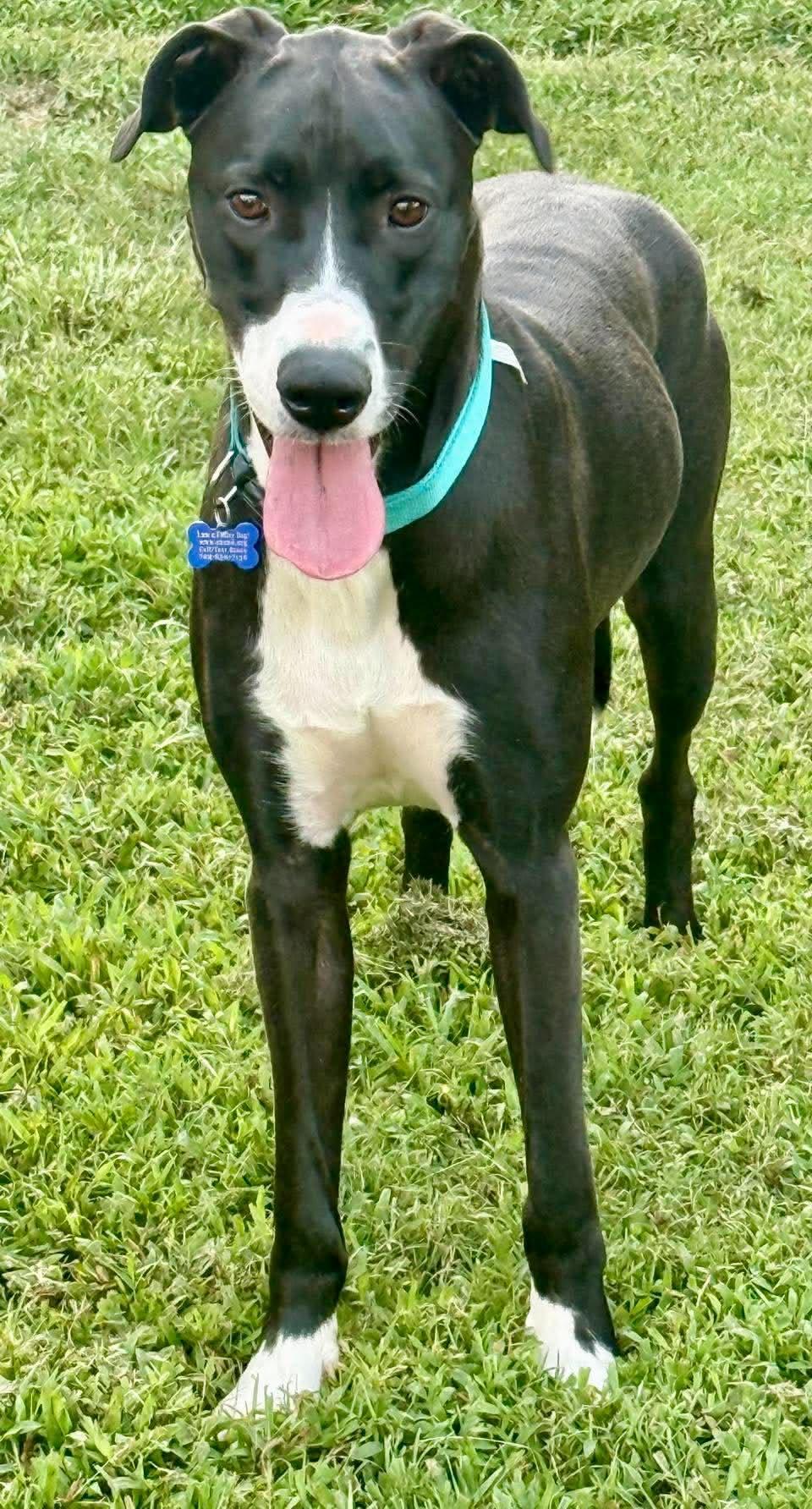 Enlarge Lady Roxy, a Adoptable mixed breed in Charlotte, NC image 2/5