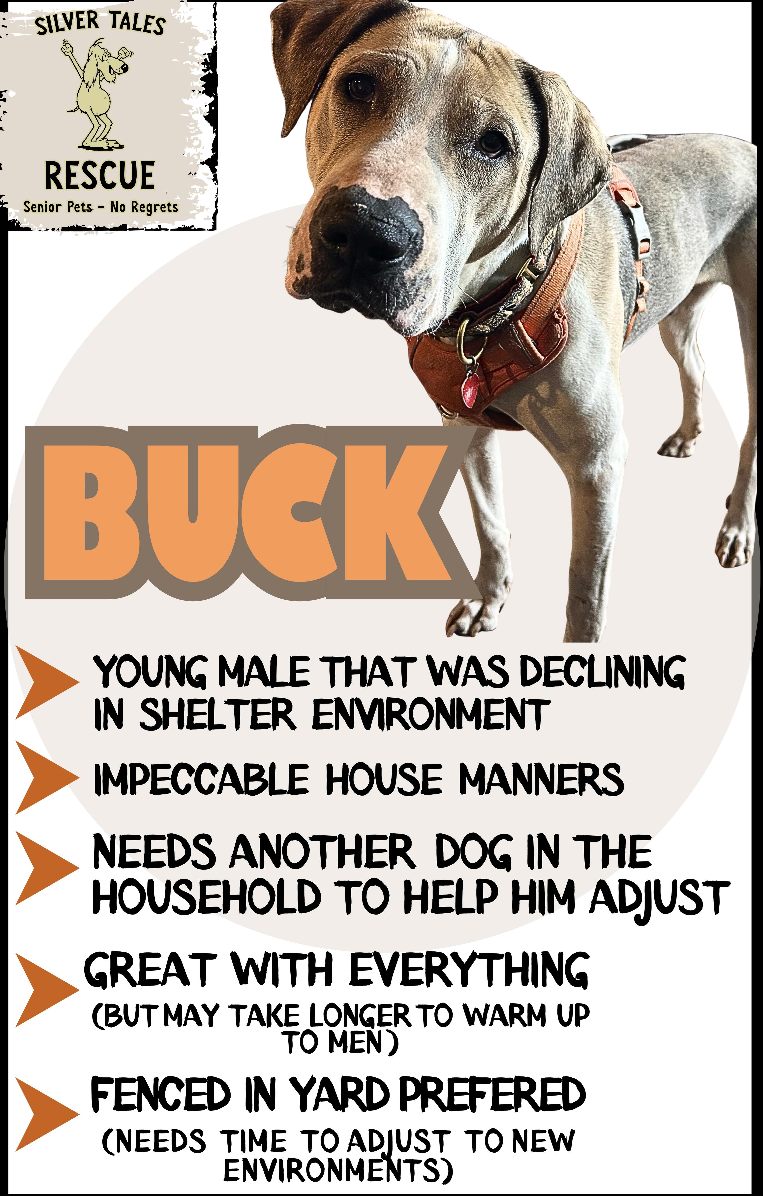 Buck, Adoptable, Young Male Labrador Retriever & Hound.