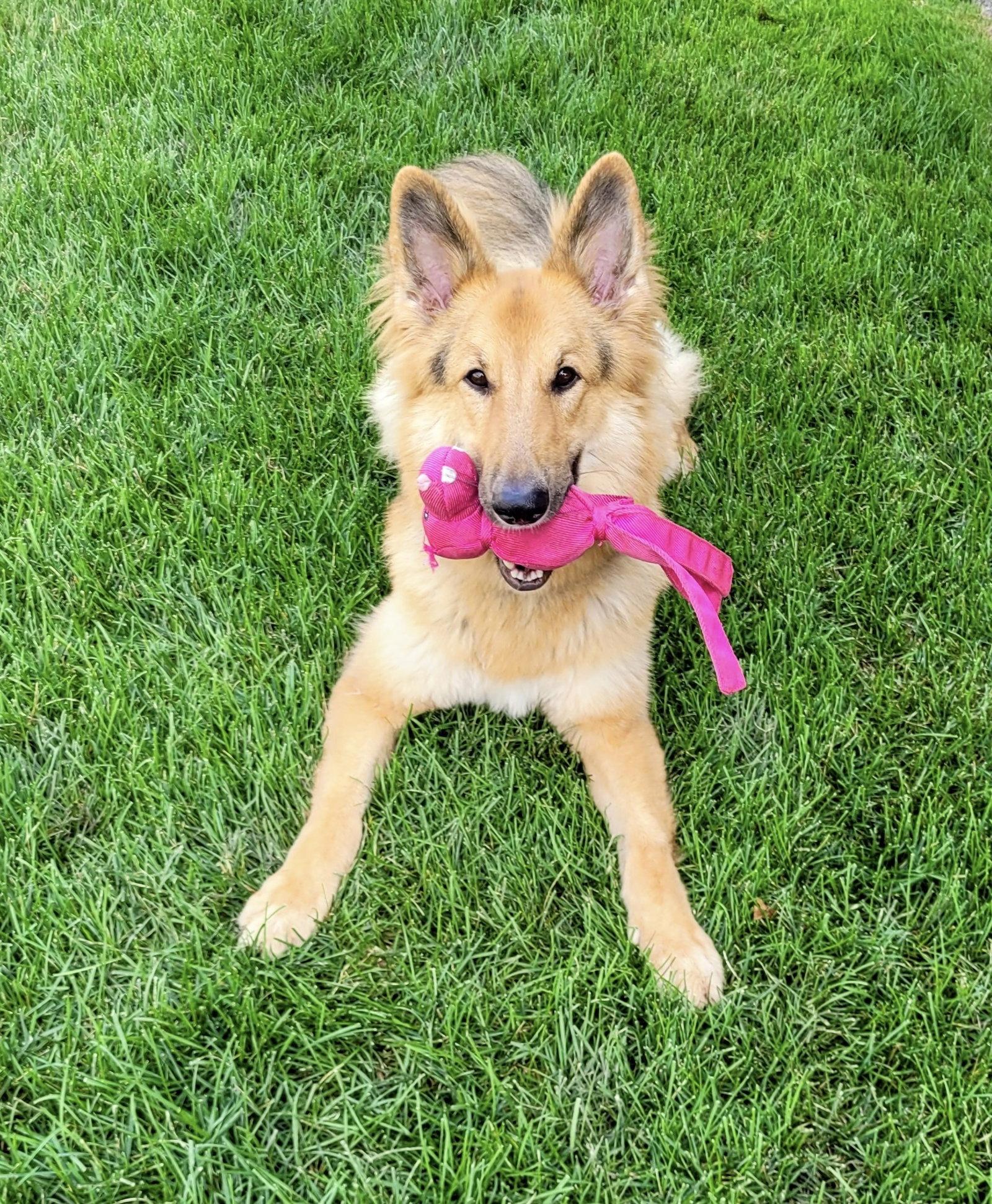 Lassie, Adoptable, Adult Female Collie & Shepherd.