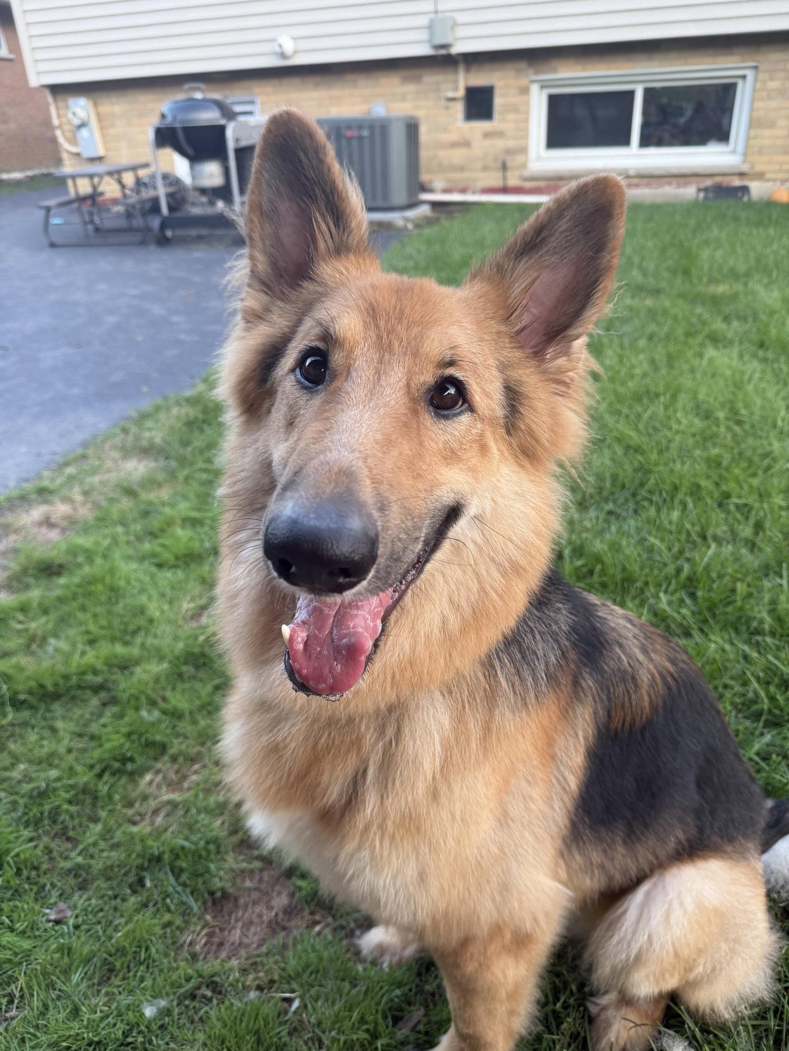 Lassie, a Adoptable mixed breed in Hillside, IL image 2/3