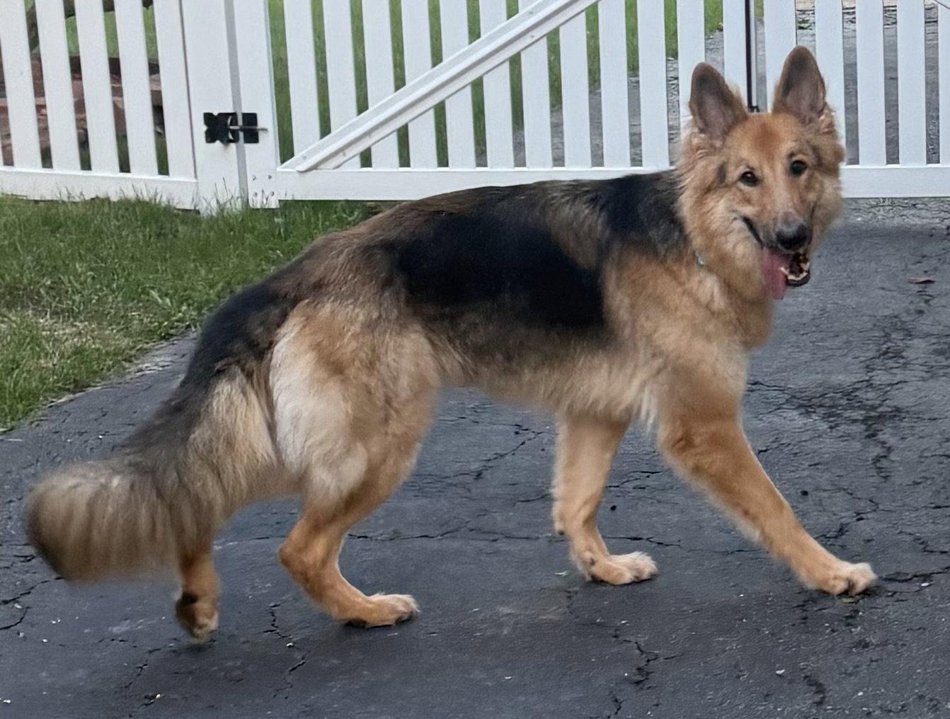 Lassie, a Adoptable mixed breed in Hillside, IL image 3/3