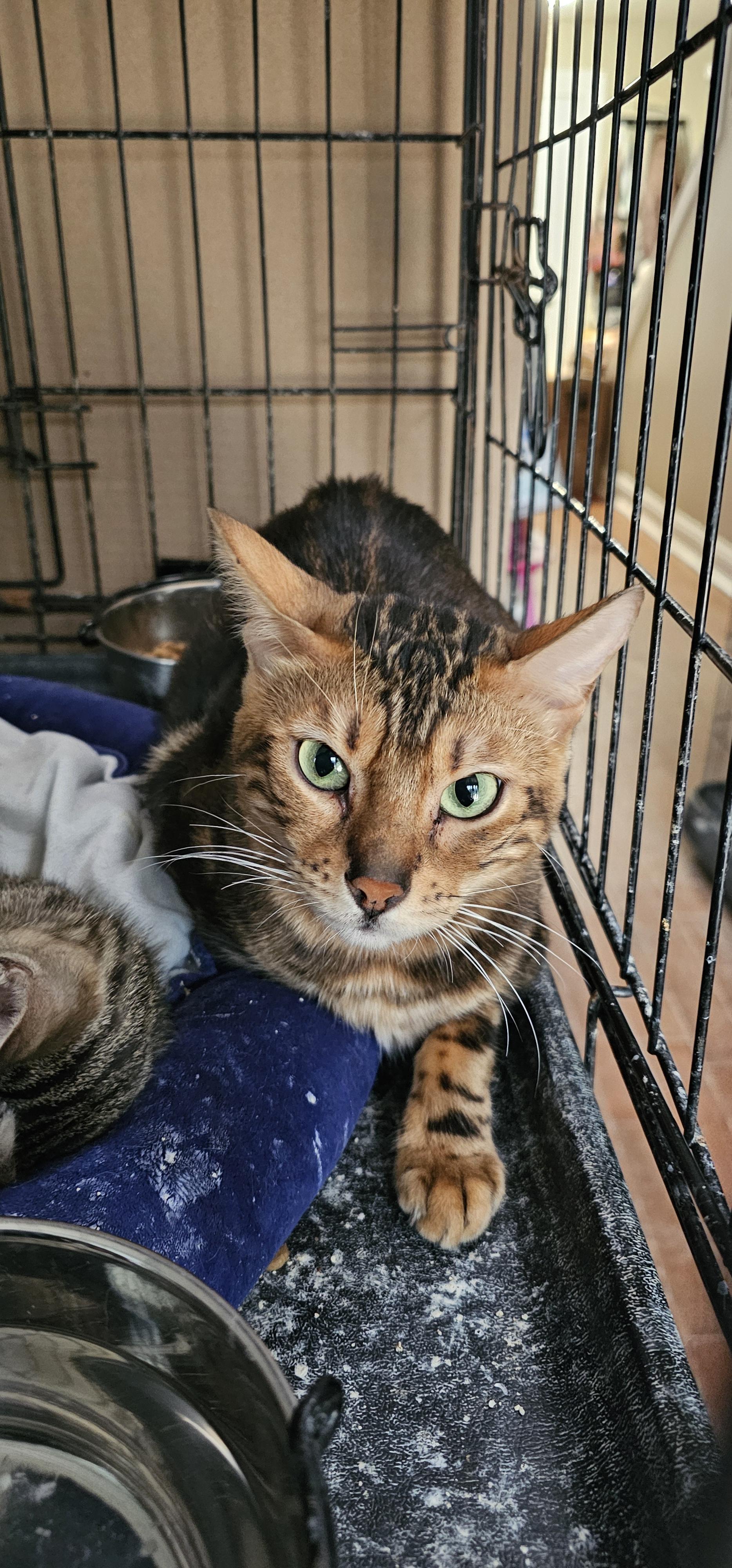 Enlarge Maxine bonded with Alexandria , a Adoptable mixed breed in Clawson, MI image 4/6