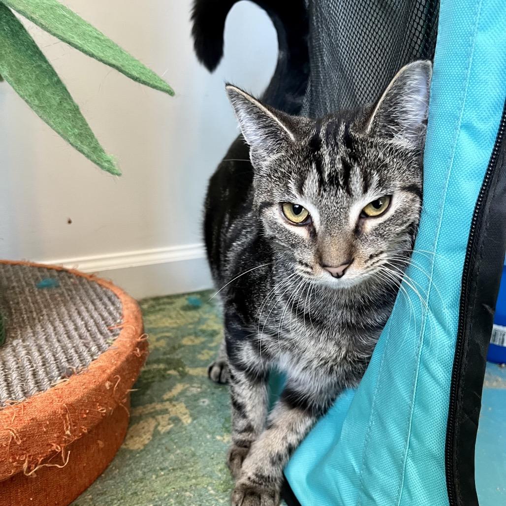 Anise, Adoptable, Young Female Domestic Short Hair.