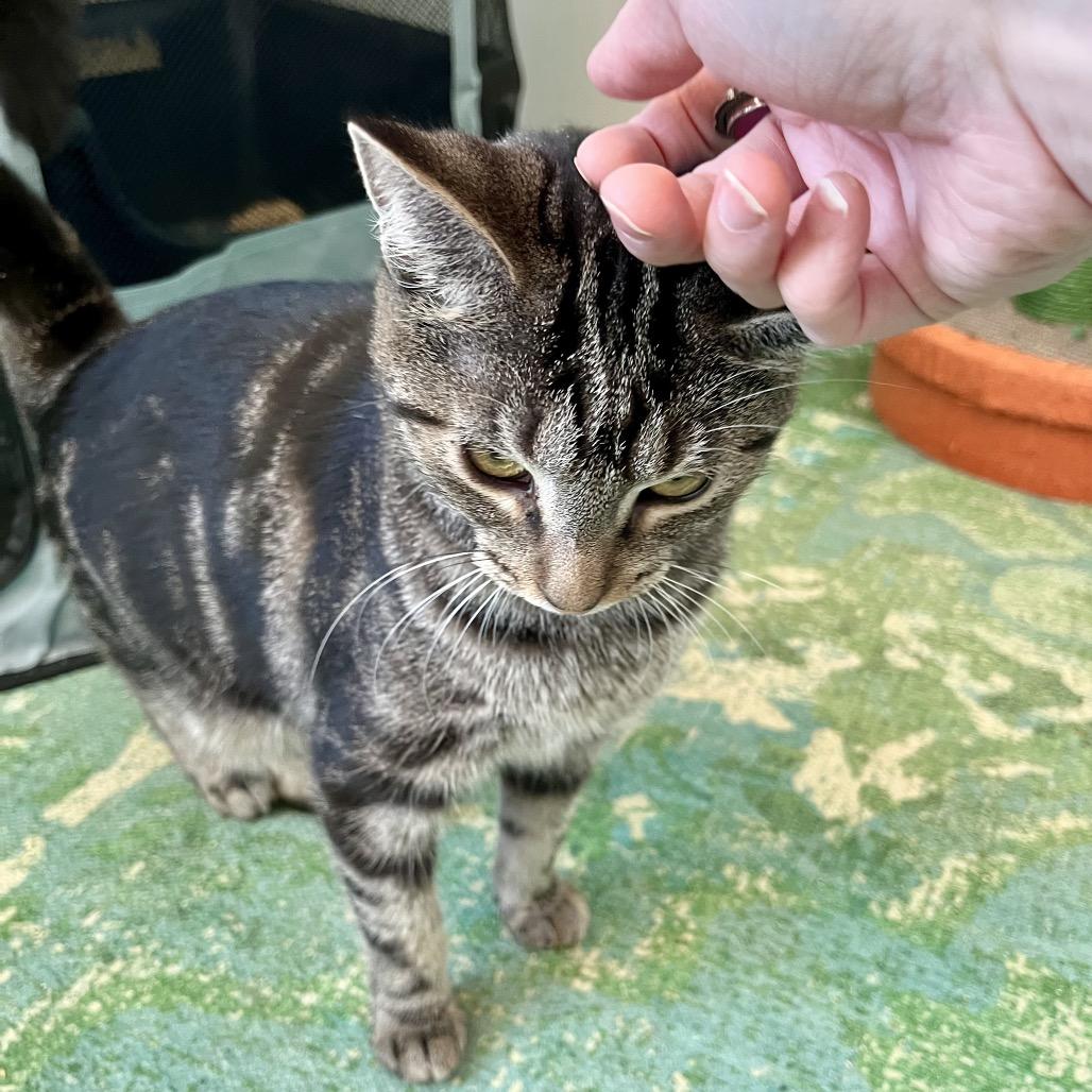 Enlarge Anise, a Adoptable Domestic Short Hair in Gibsonia, PA image 2/6