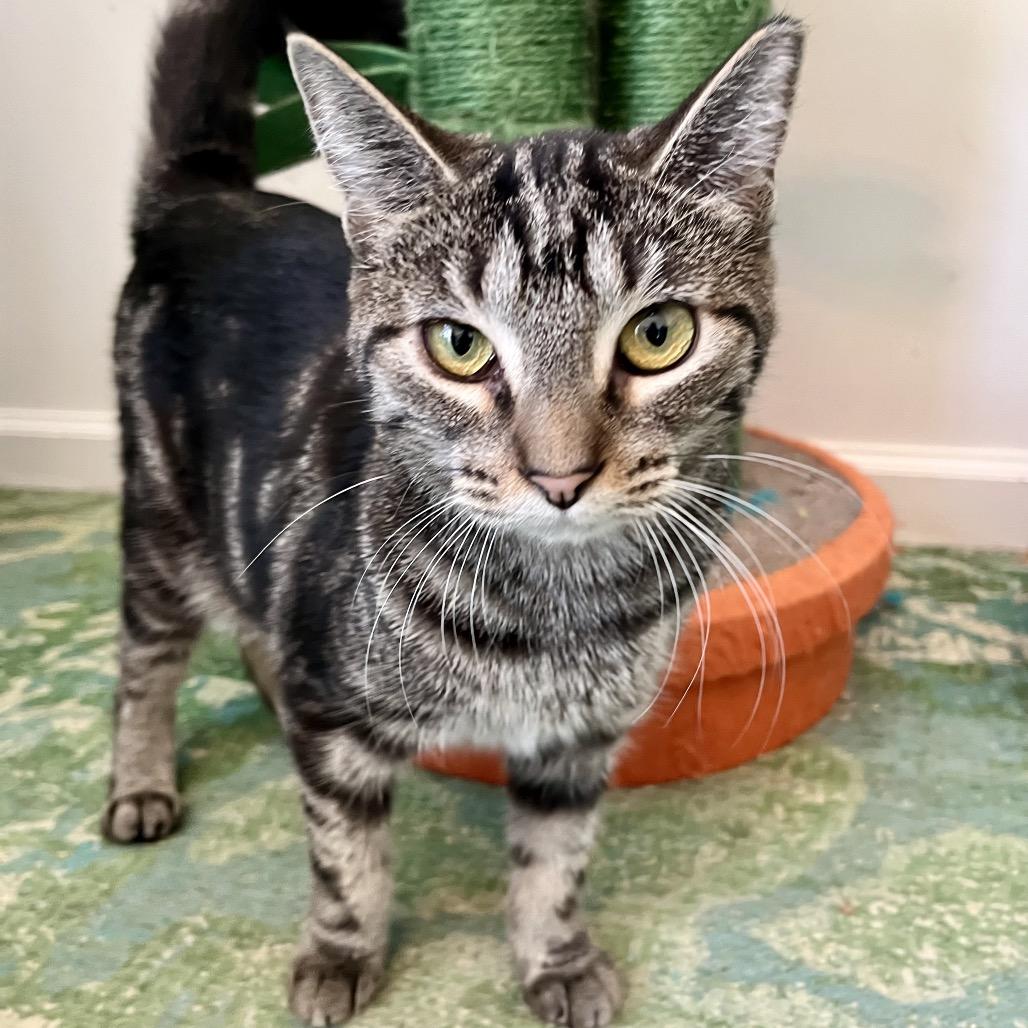 Enlarge Anise, a Adoptable Domestic Short Hair in Gibsonia, PA image 3/6