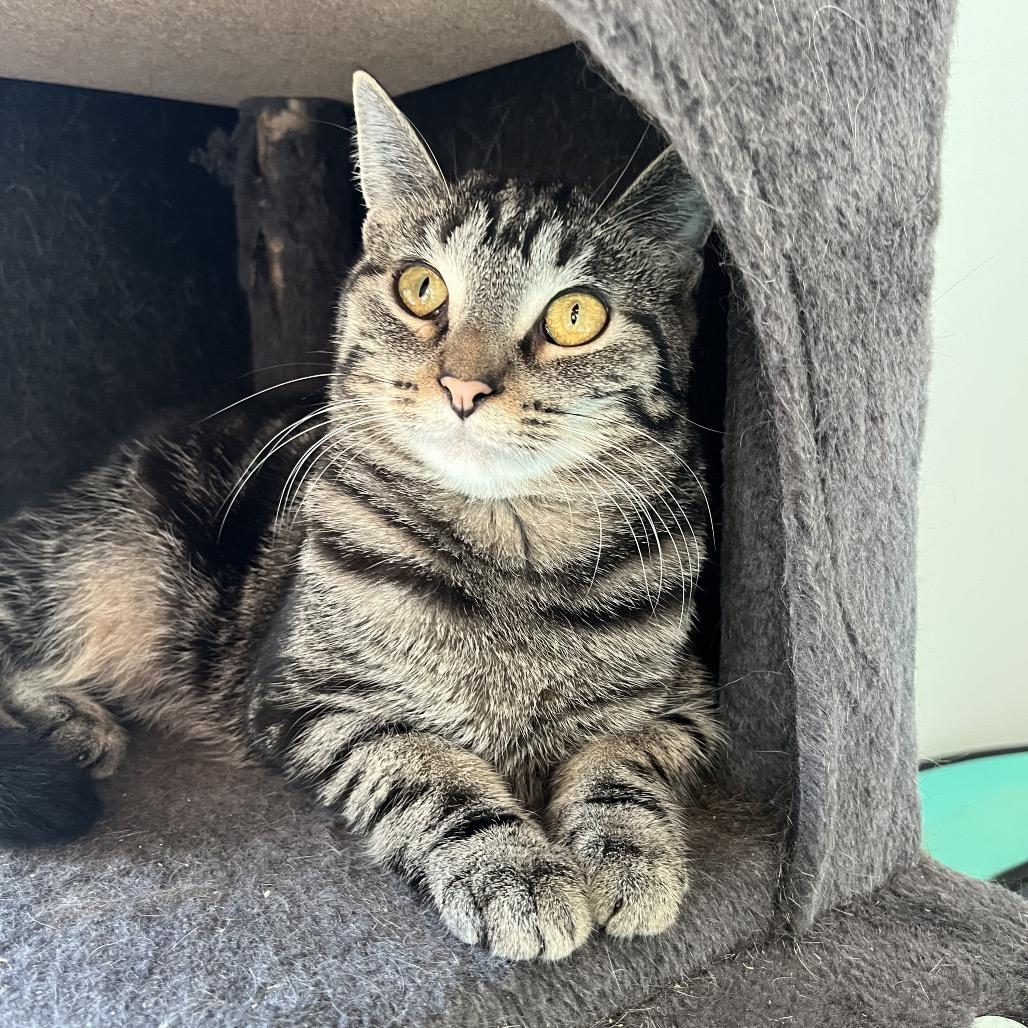 Enlarge Anise, a Adoptable Domestic Short Hair in Gibsonia, PA image 4/6