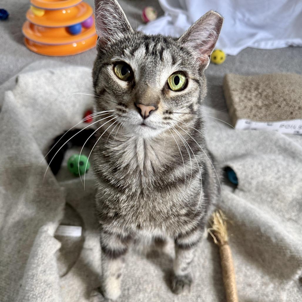 Anise, a Adoptable Domestic Short Hair in Gibsonia, PA image 4/6