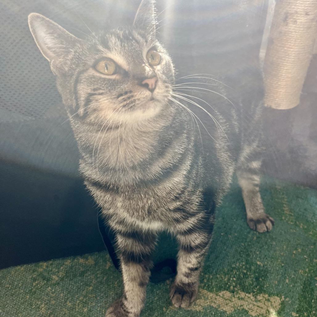 Enlarge Anise, a Adoptable Domestic Short Hair in Gibsonia, PA image 5/6