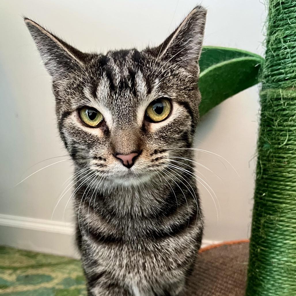 Enlarge Anise, a Adoptable Domestic Short Hair in Gibsonia, PA image 6/6