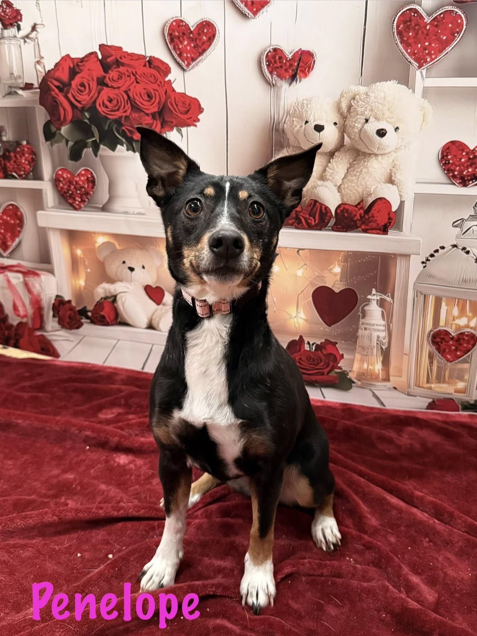 Penelope thumbnail 2