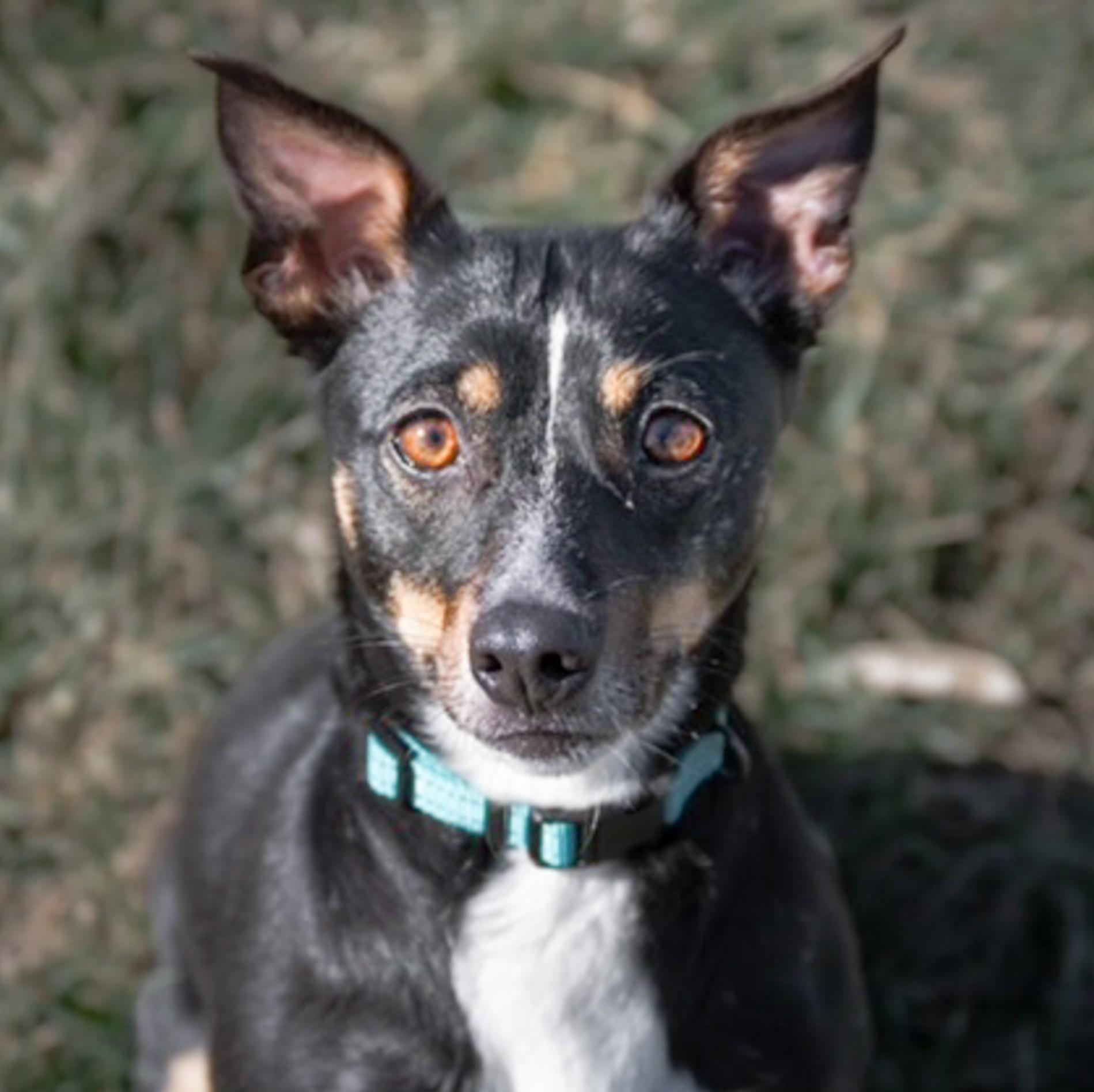 Penelope thumbnail 5