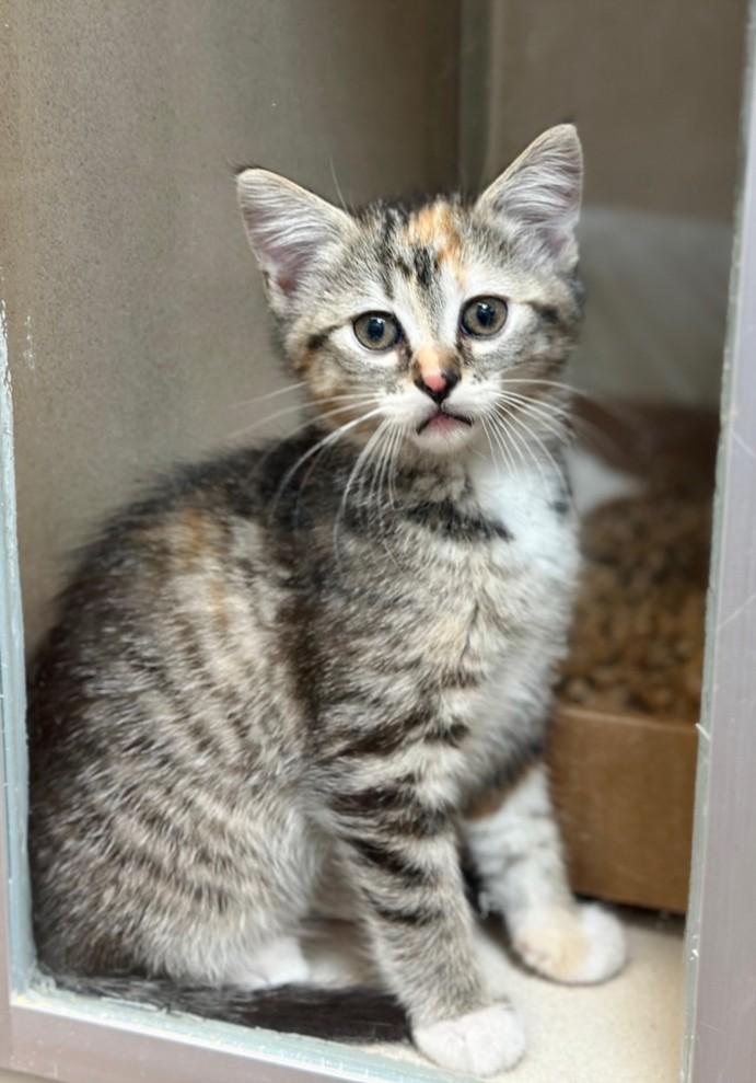TINA, Adoptable, Kitten Female Domestic Short Hair.