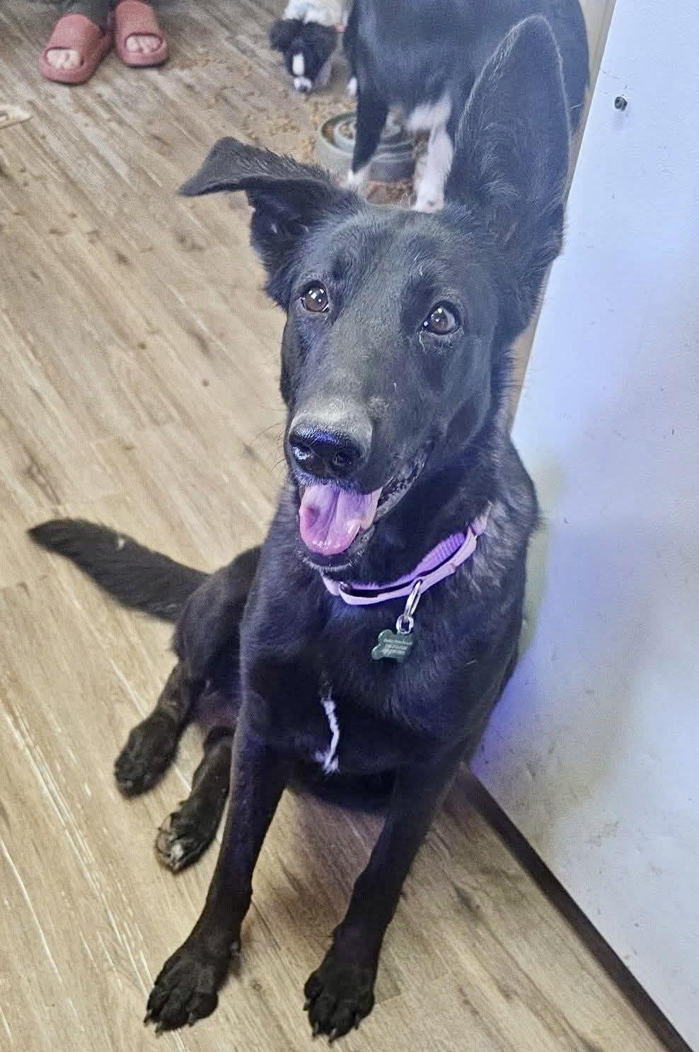Winona, an adoptable Black Labrador Retriever in Pocatello, ID, 83202 | Photo Image 3
