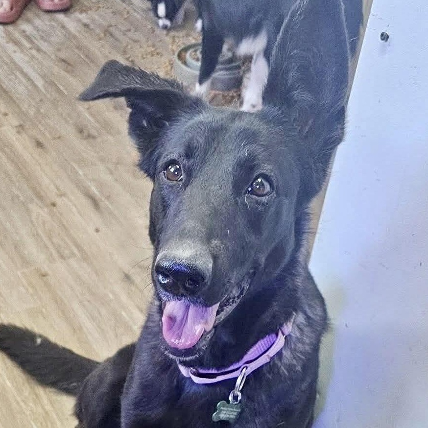 Winona, Adoptable, Young Female Black Labrador Retriever.