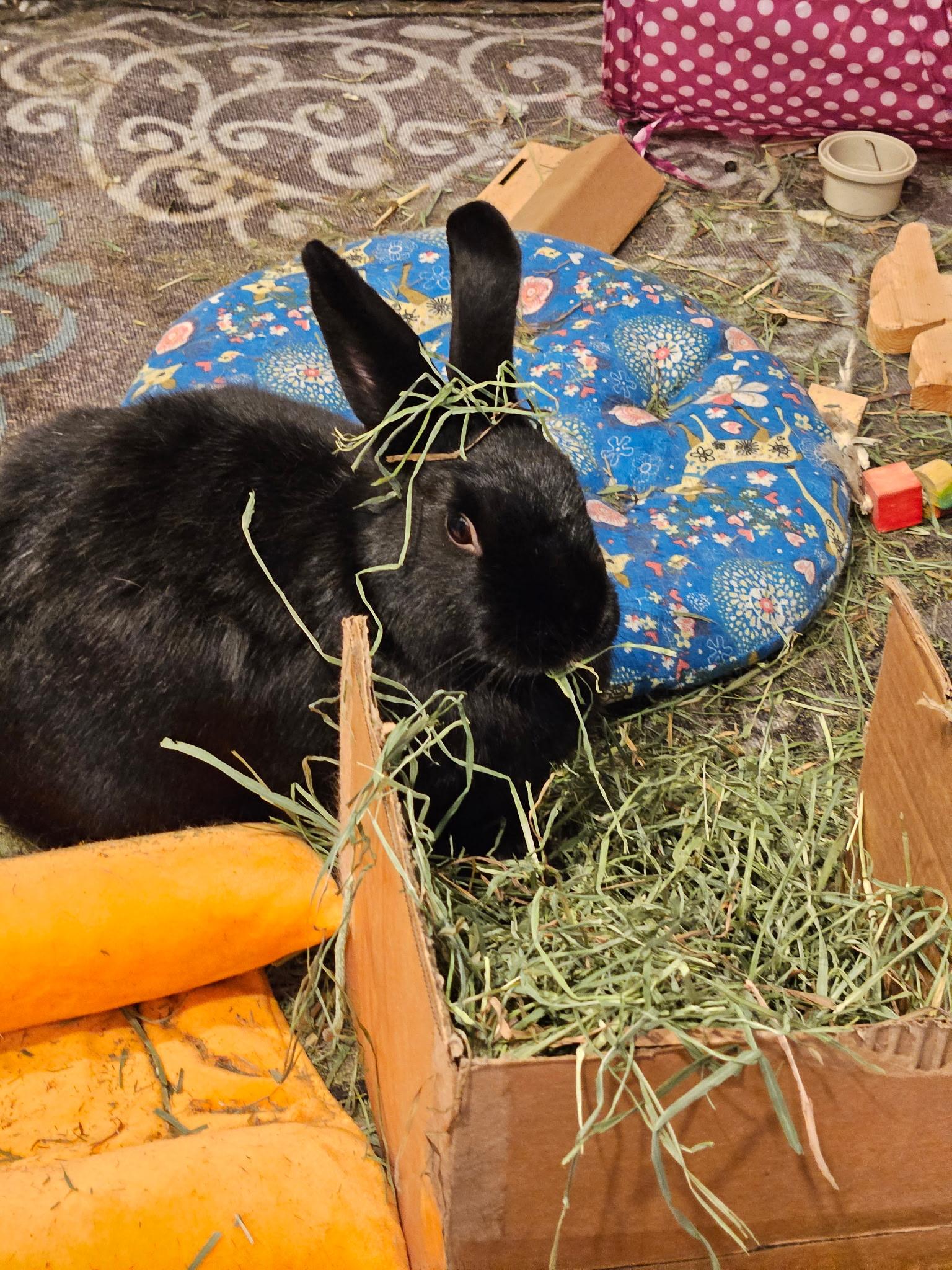 Nibbles photo 2