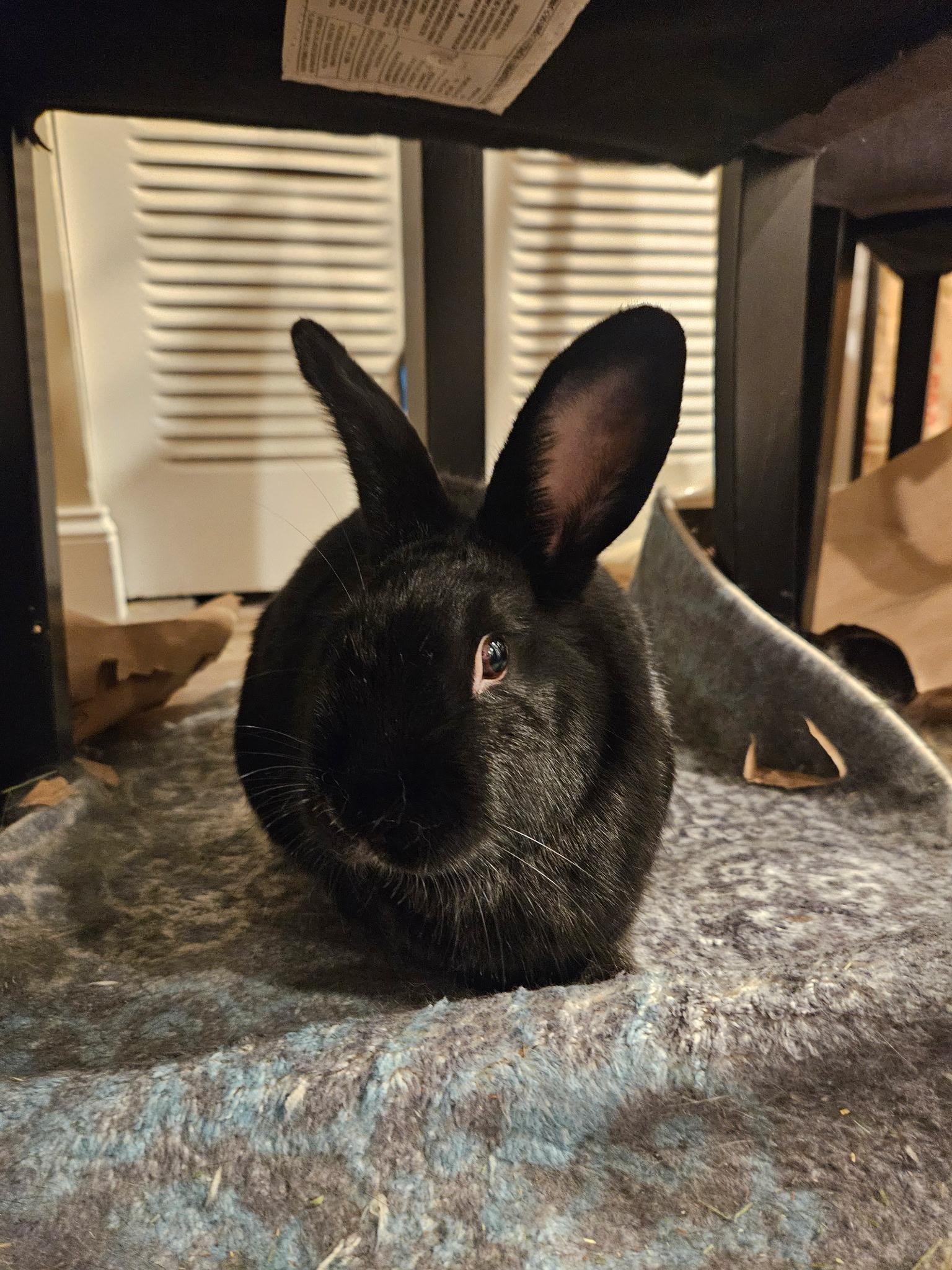 Nibbles photo 4