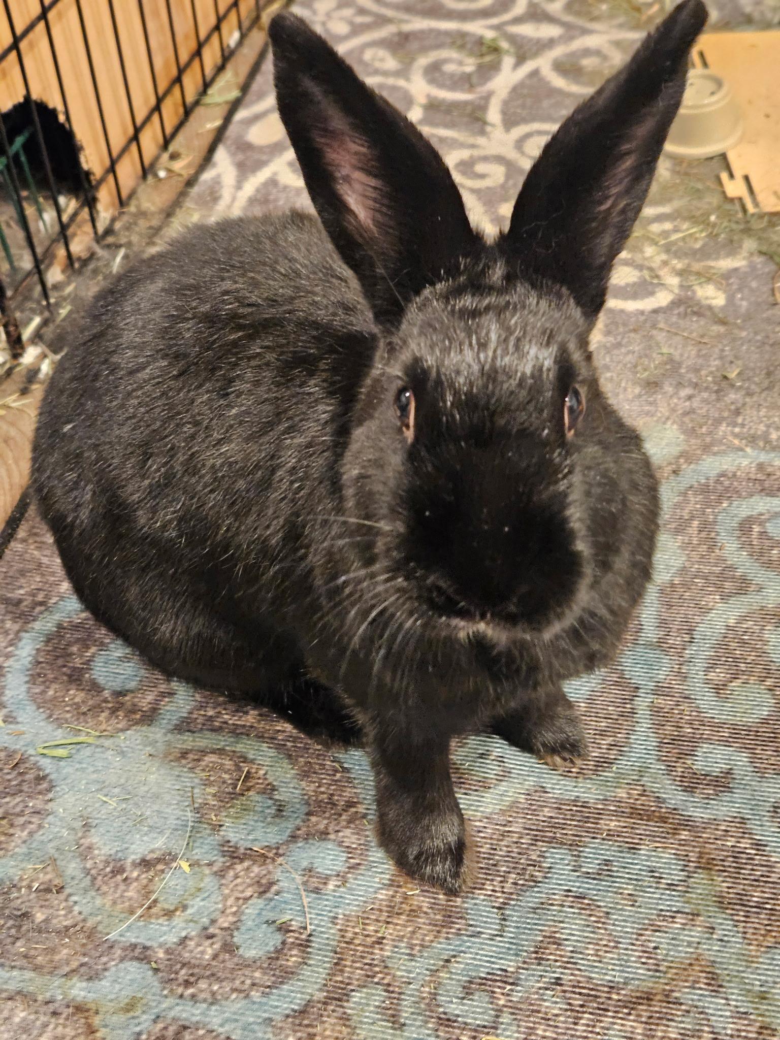 Nibbles, Adult Female Havana
