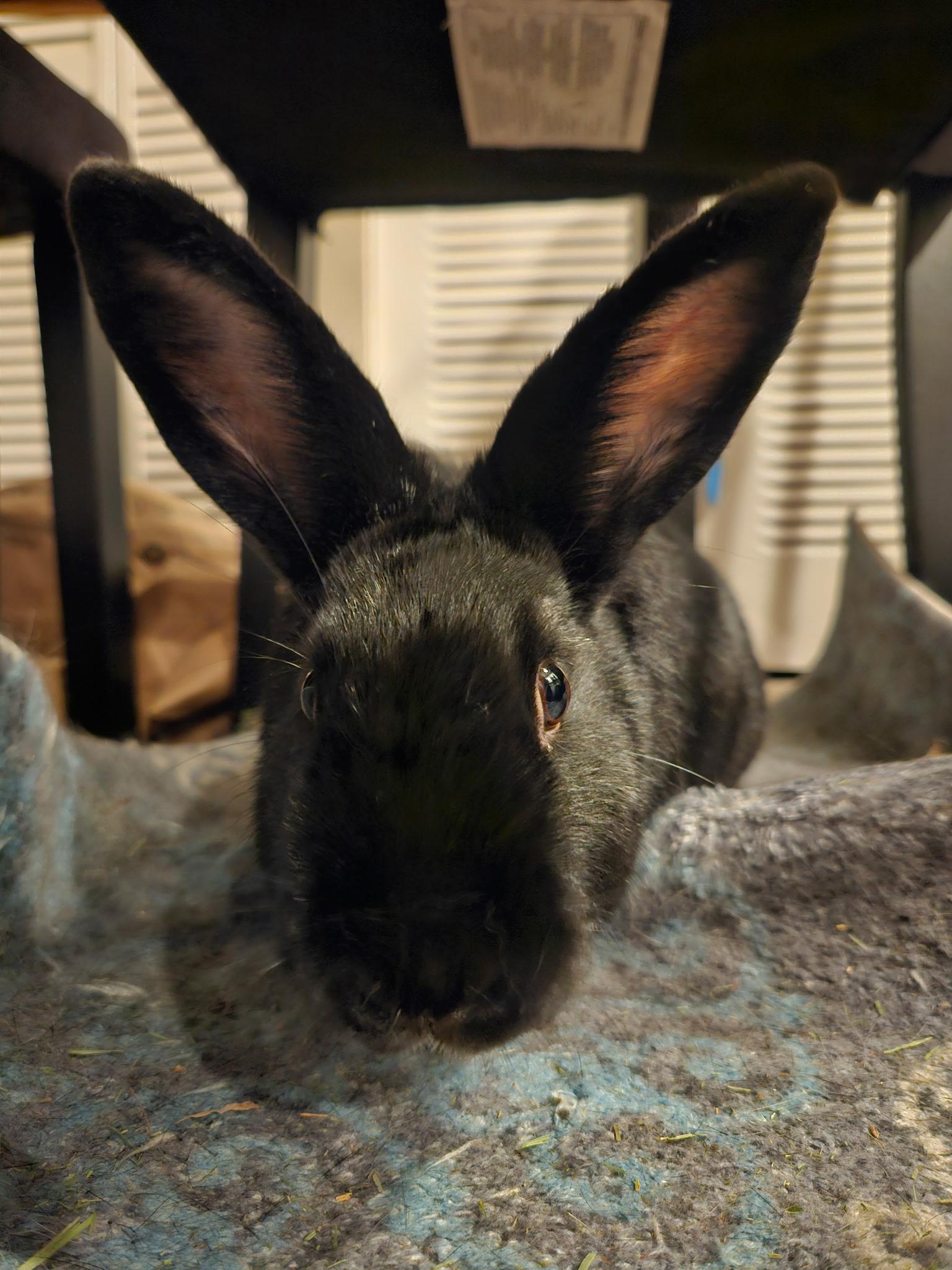 Nibbles photo 3