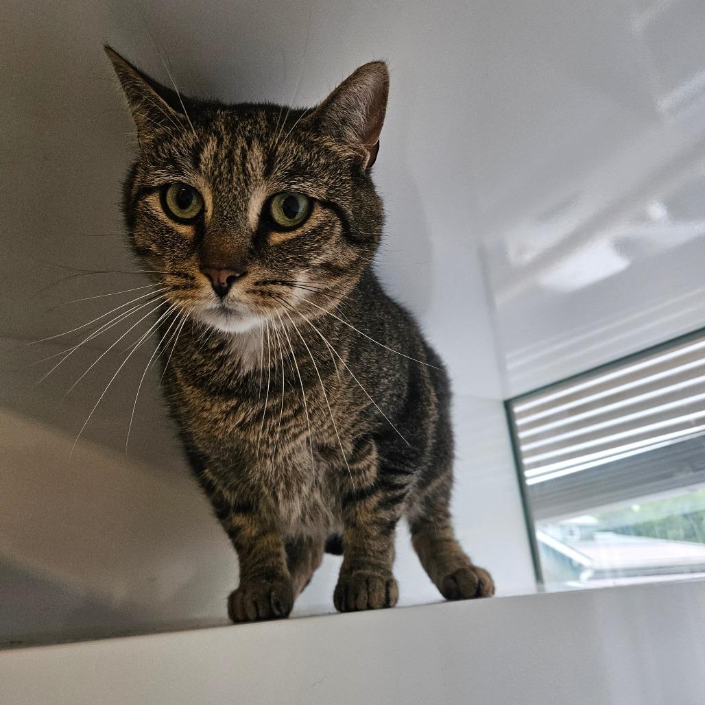 Beans, Adoptable, Adult Male Domestic Short Hair.