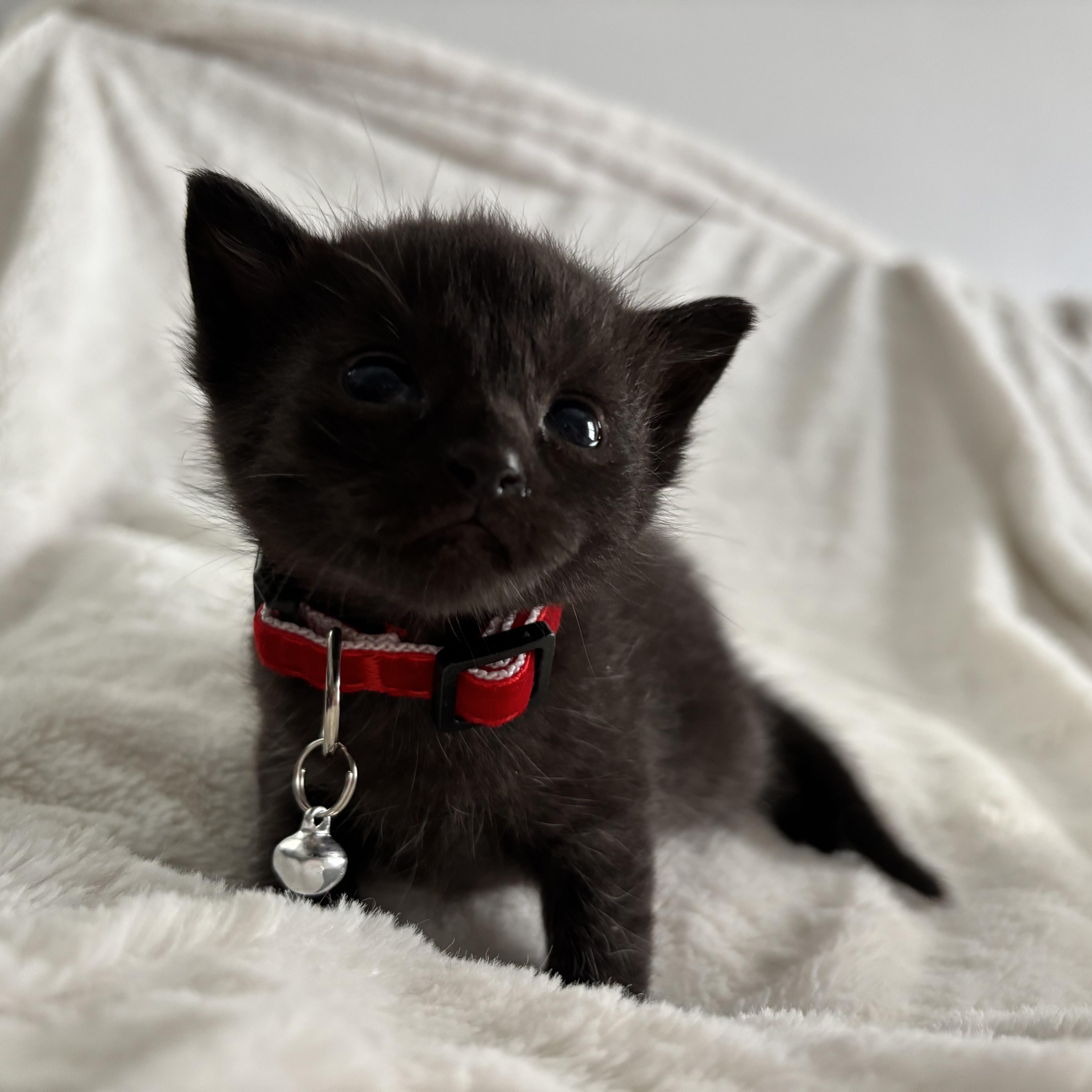Chandler, an adoptable Domestic Short Hair, Burmese in Columbus, OH, 43221 | Photo Image 2
