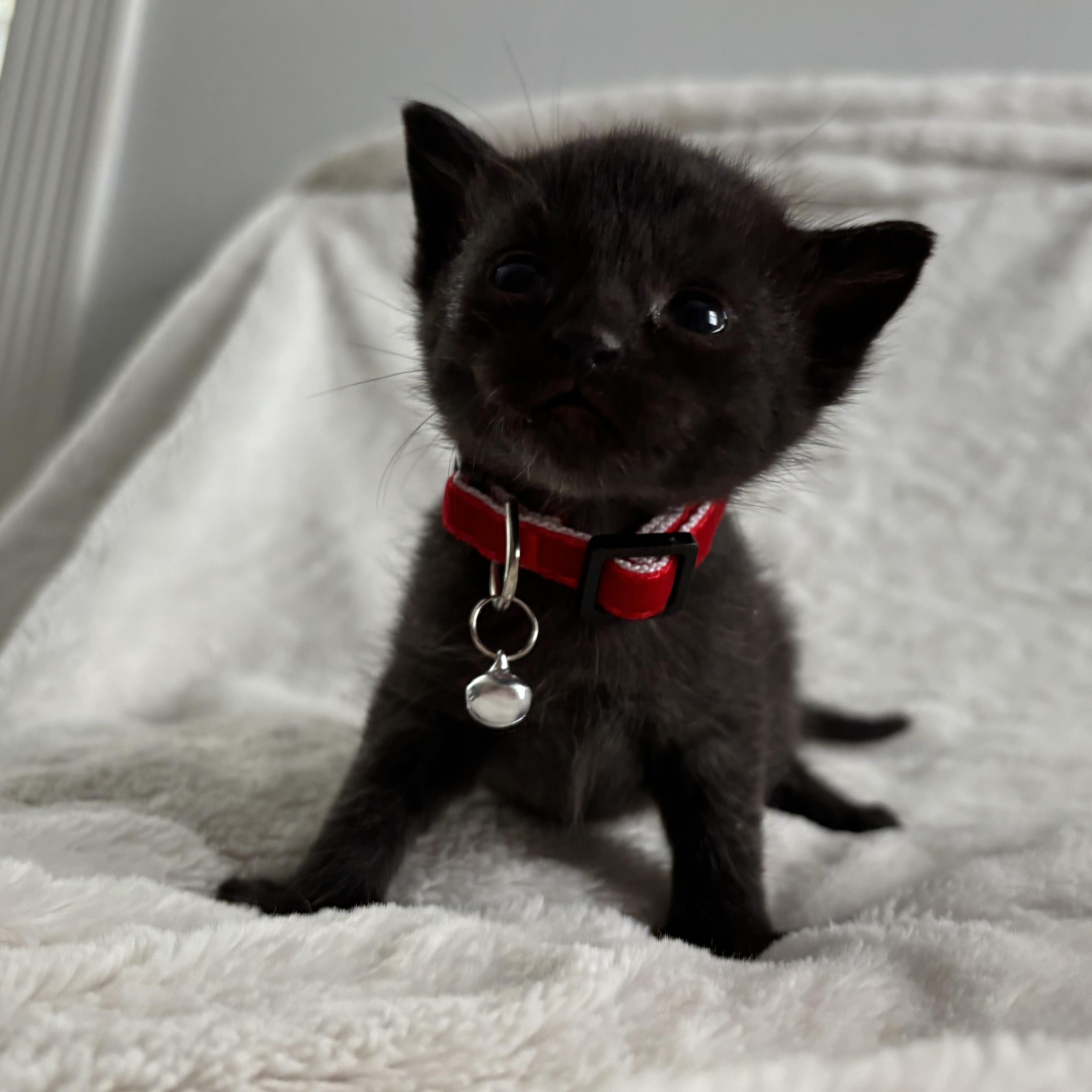 Chandler, an adoptable Domestic Short Hair, Burmese in Columbus, OH, 43221 | Photo Image 3
