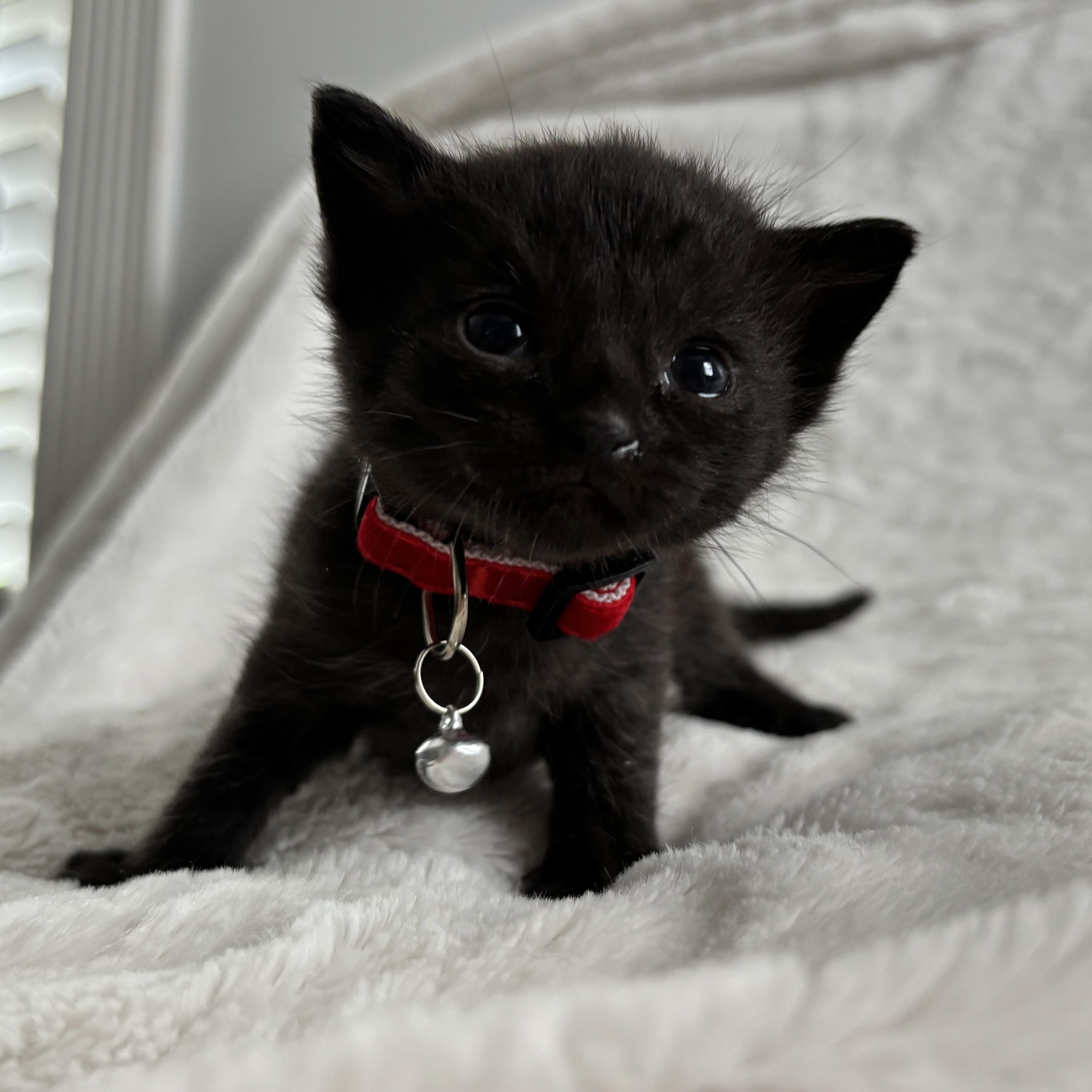 Chandler, an adoptable Domestic Short Hair, Burmese in Columbus, OH, 43221 | Photo Image 1