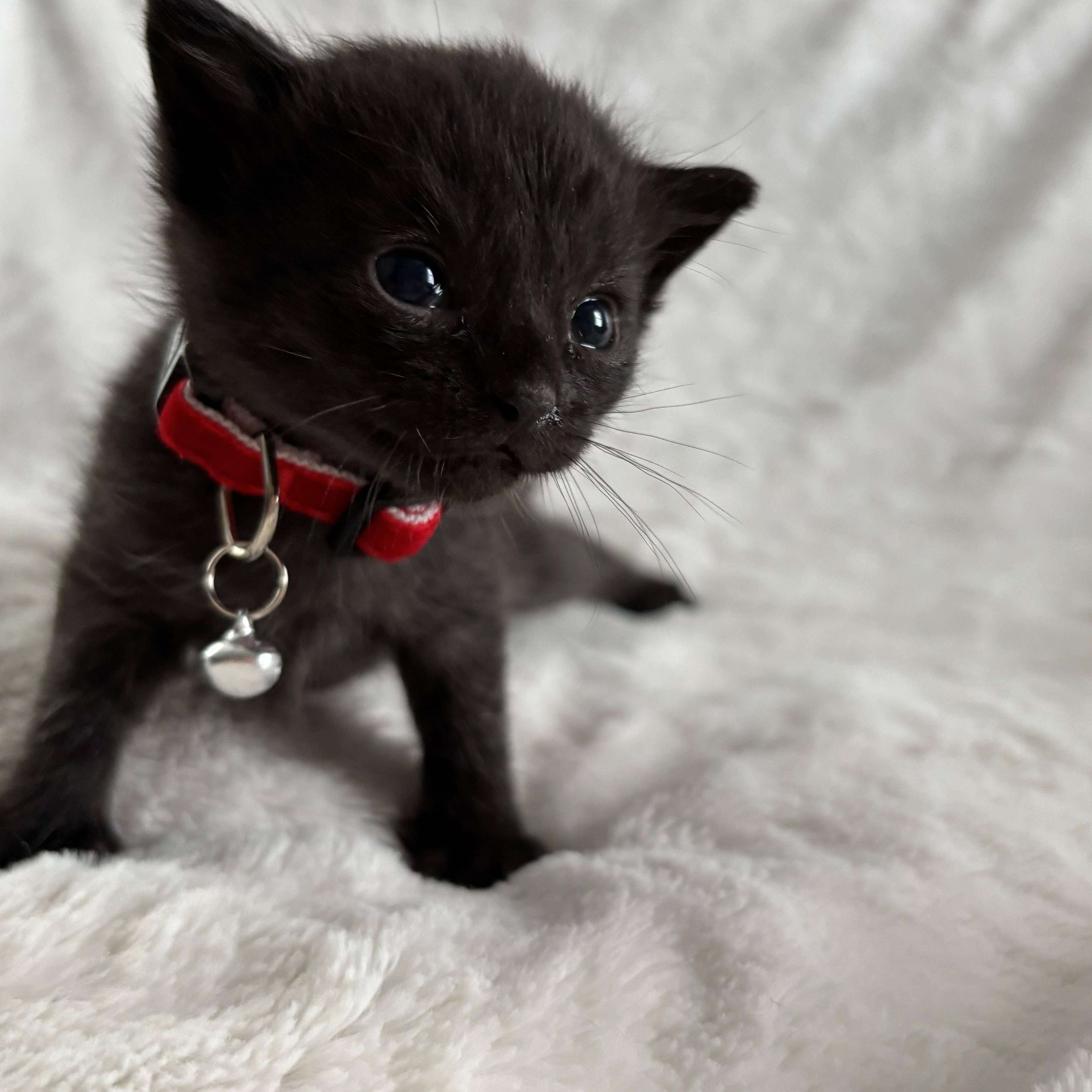 Chandler, an adoptable Domestic Short Hair, Burmese in Columbus, OH, 43221 | Photo Image 4
