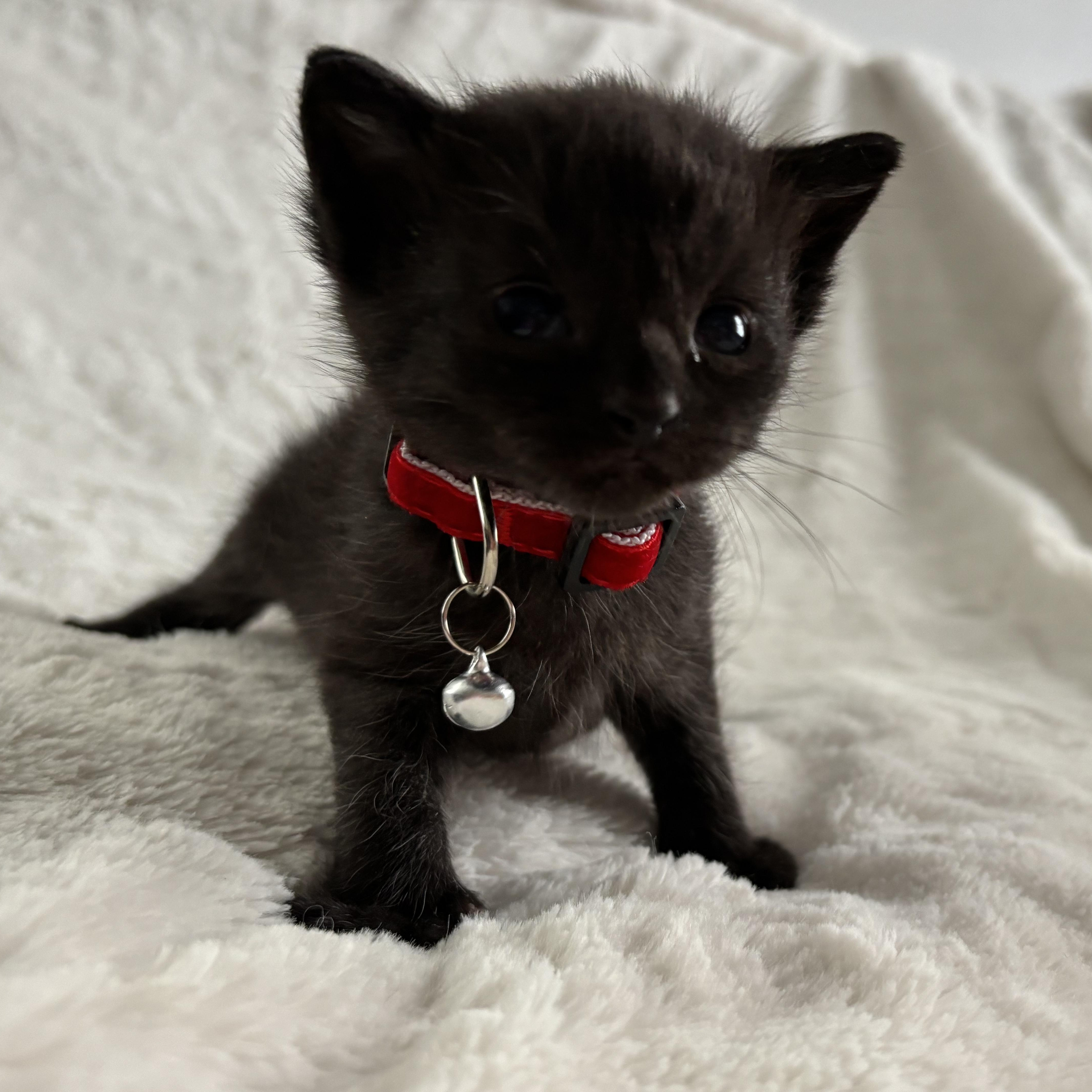 Chandler, an adoptable Domestic Short Hair, Burmese in Columbus, OH, 43221 | Photo Image 5