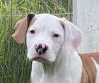 Susie, a Adoptable mixed breed in Fremont, CA image 1/2