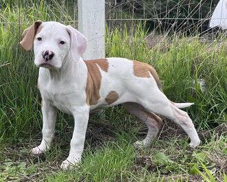 Susie, a Adoptable mixed breed in Fremont, CA image 2/2