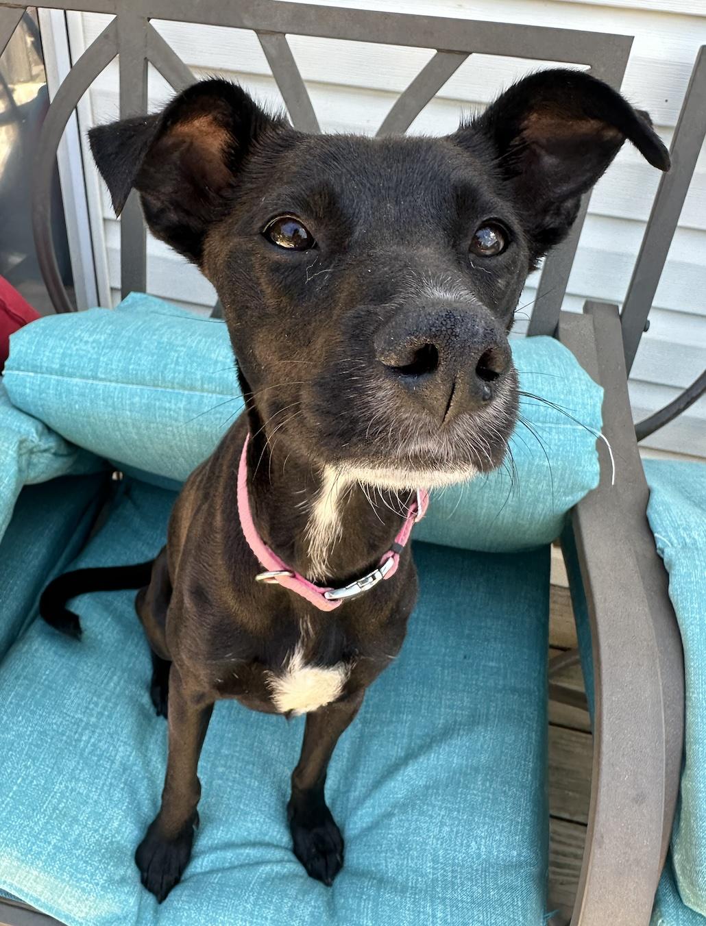 Miley, Adopted, Young Female Labrador Retriever & Whippet.