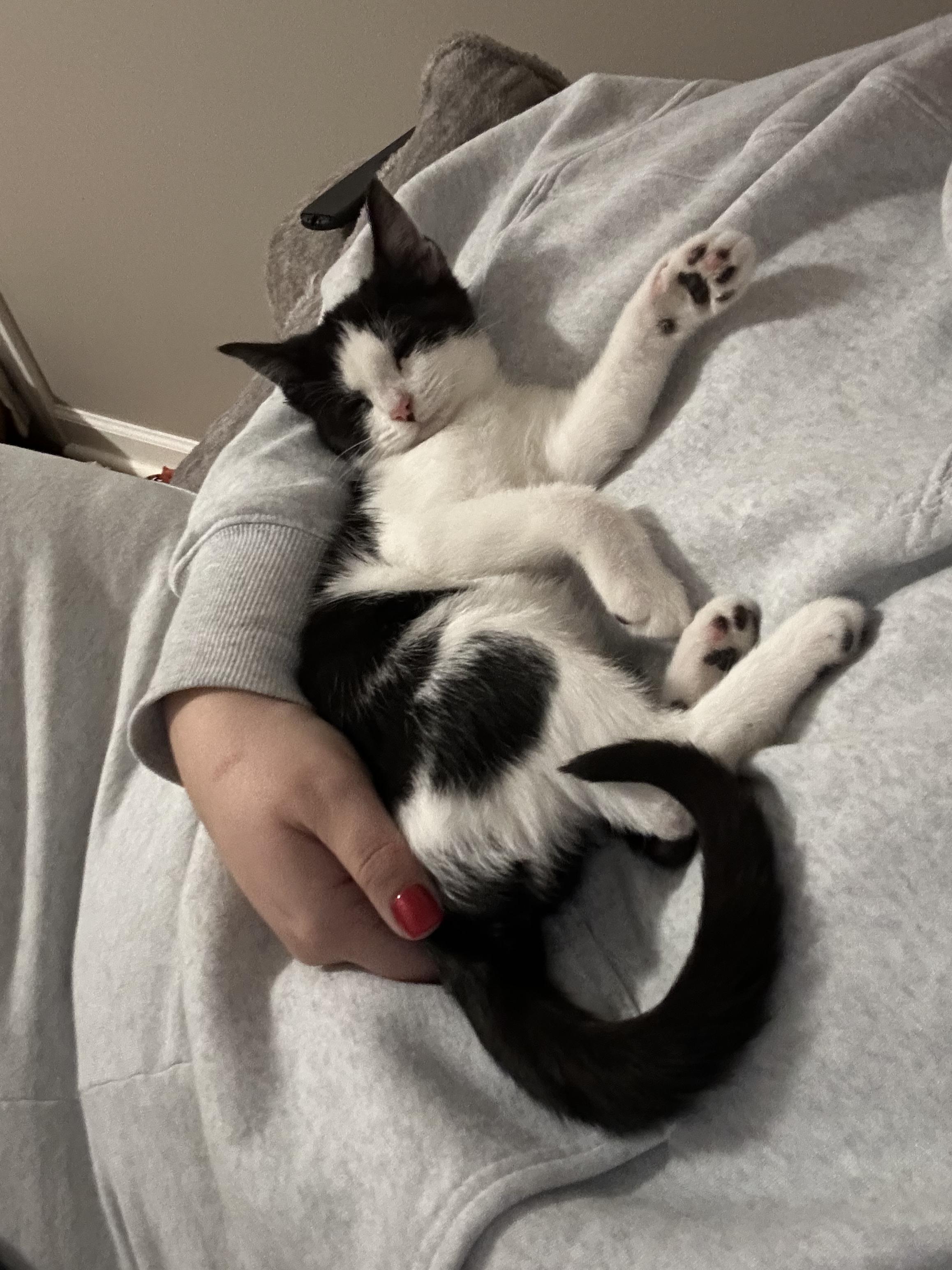 Enlarge Hufflepuff, a ADOPTABLE Domestic Short Hair in Cleveland, OH image 2/4