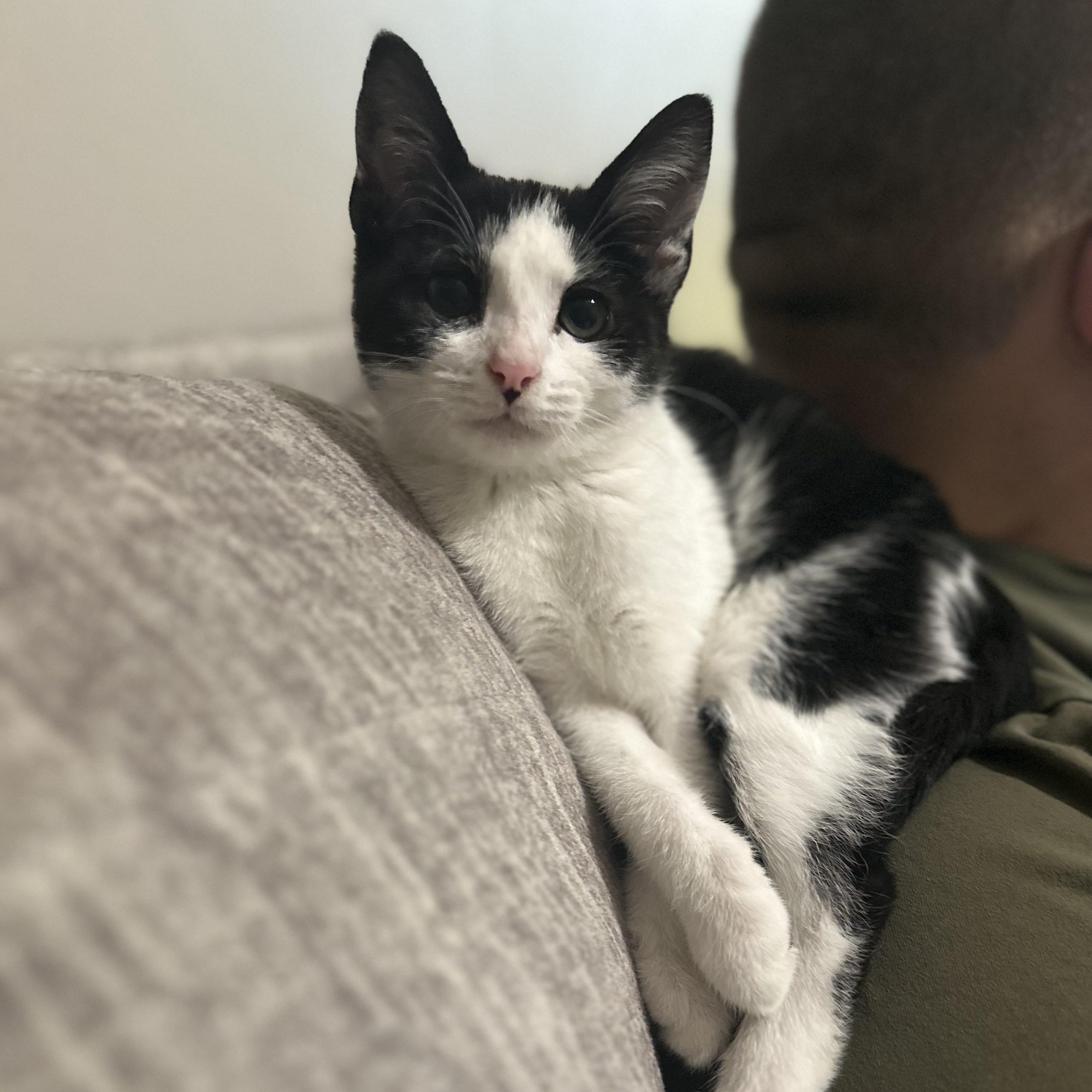 Hufflepuff, ADOPTABLE, Kitten Female Domestic Short Hair.