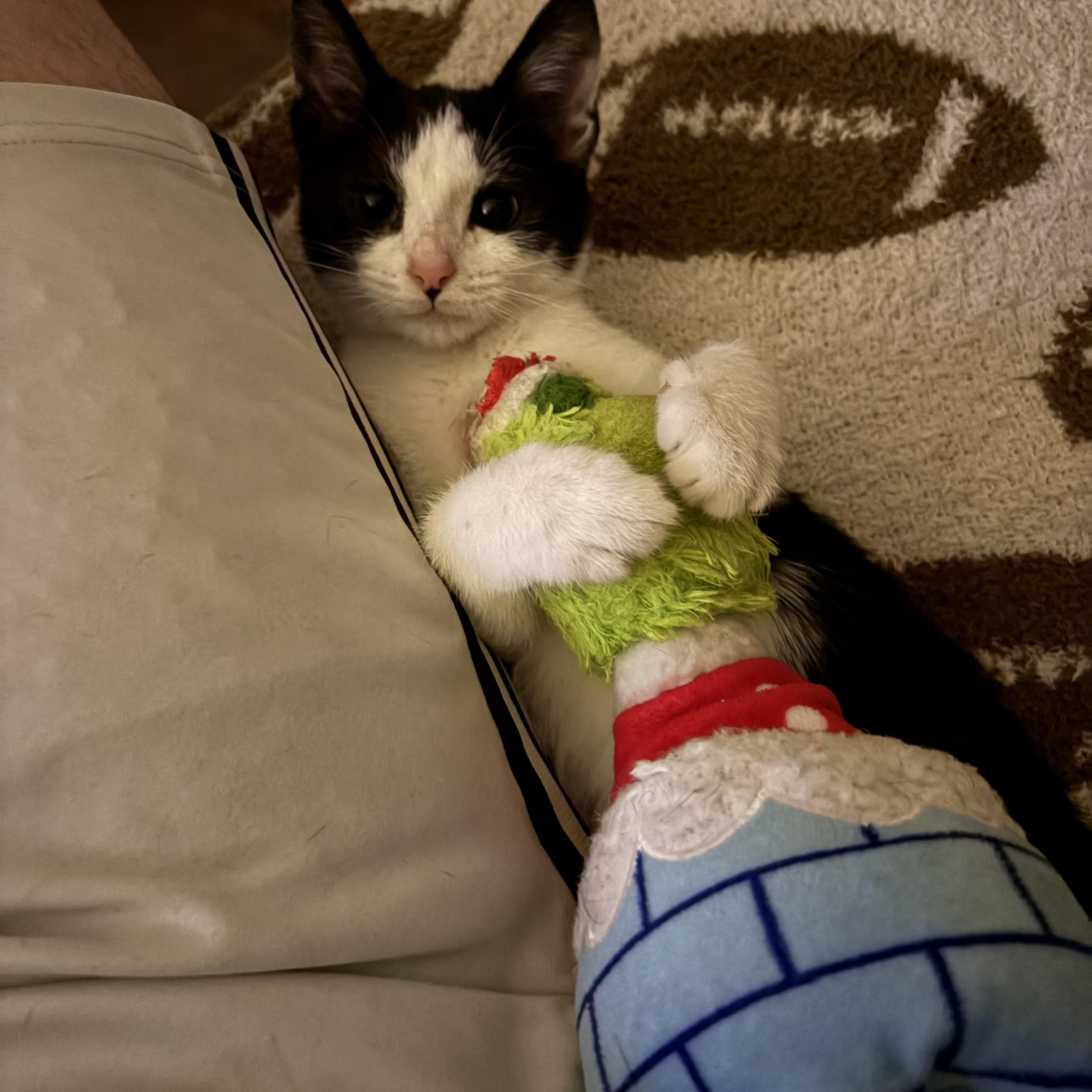 Enlarge Hufflepuff, a ADOPTABLE Domestic Short Hair in Cleveland, OH image 3/4