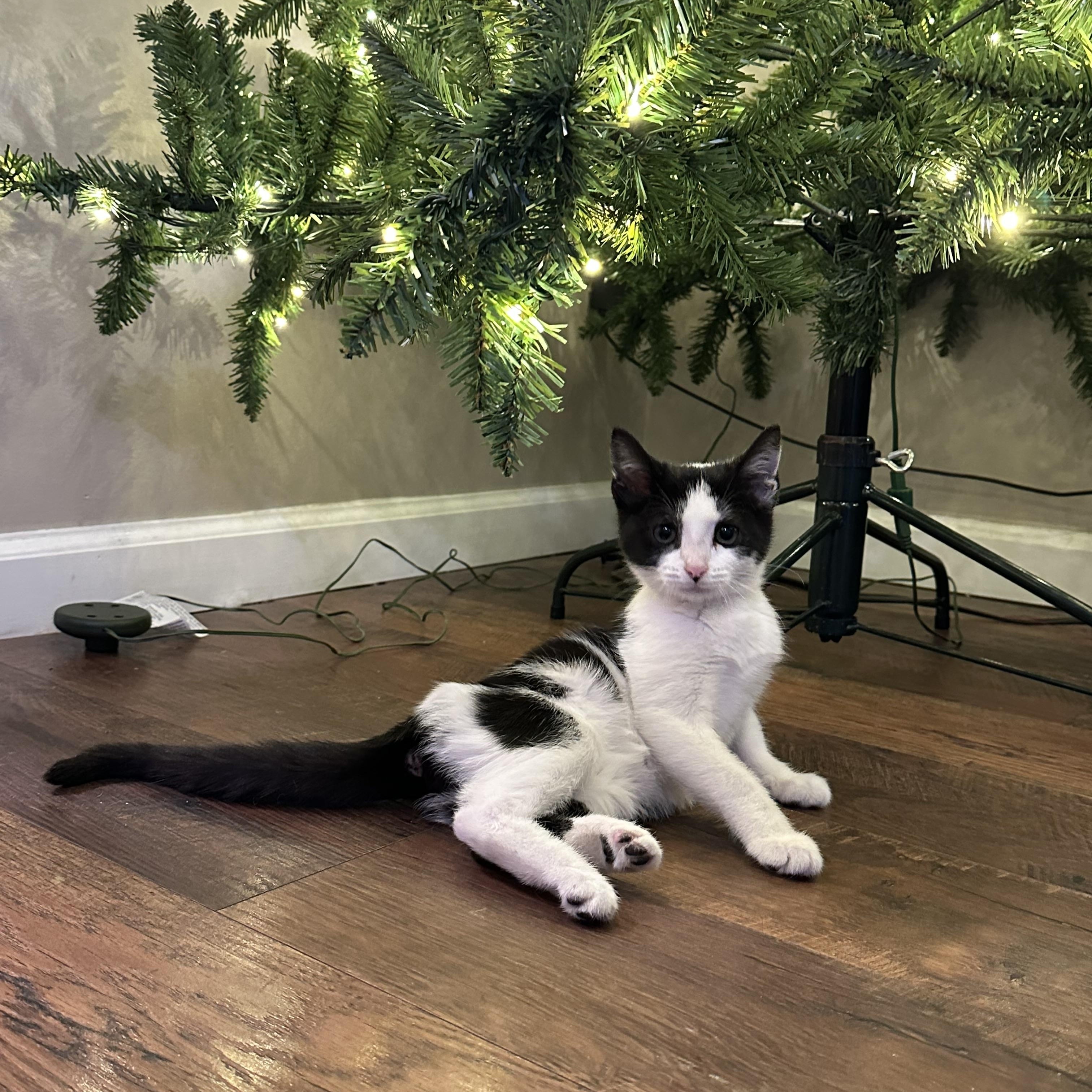 Enlarge Hufflepuff, a ADOPTABLE Domestic Short Hair in Cleveland, OH image 4/4