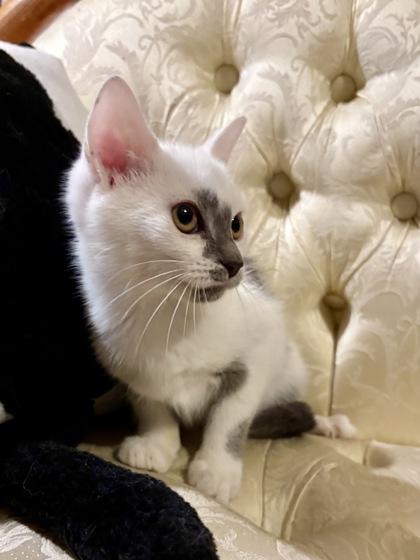 Possom, Adoptable, Kitten Male Domestic Short Hair & Domestic Short Hair.