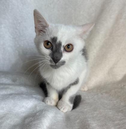 Enlarge Possom, a Adoptable mixed breed in Wilkesboro, NC image 2/3