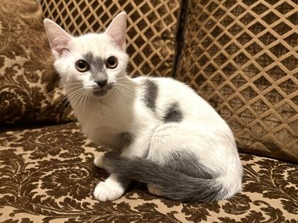 Enlarge Possom, a Adoptable mixed breed in Wilkesboro, NC image 3/3