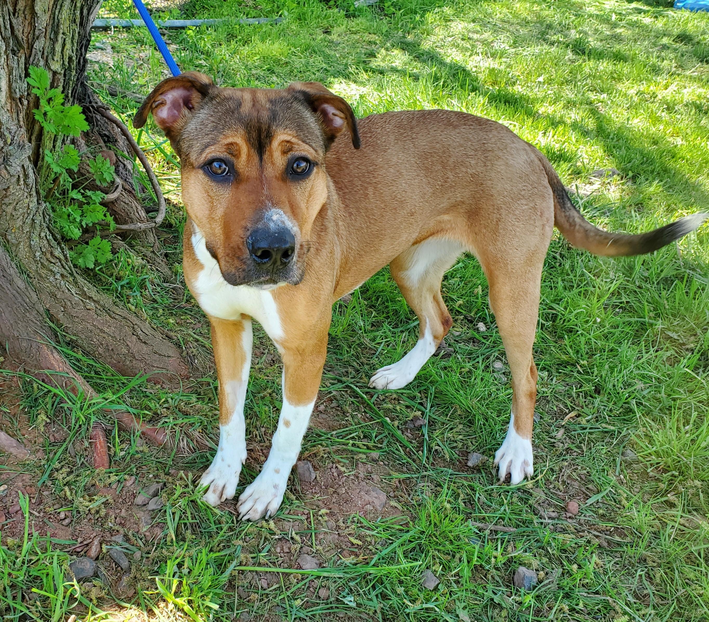 Jessie, adopted, Young Female Shepherd & Labrador Retriever.